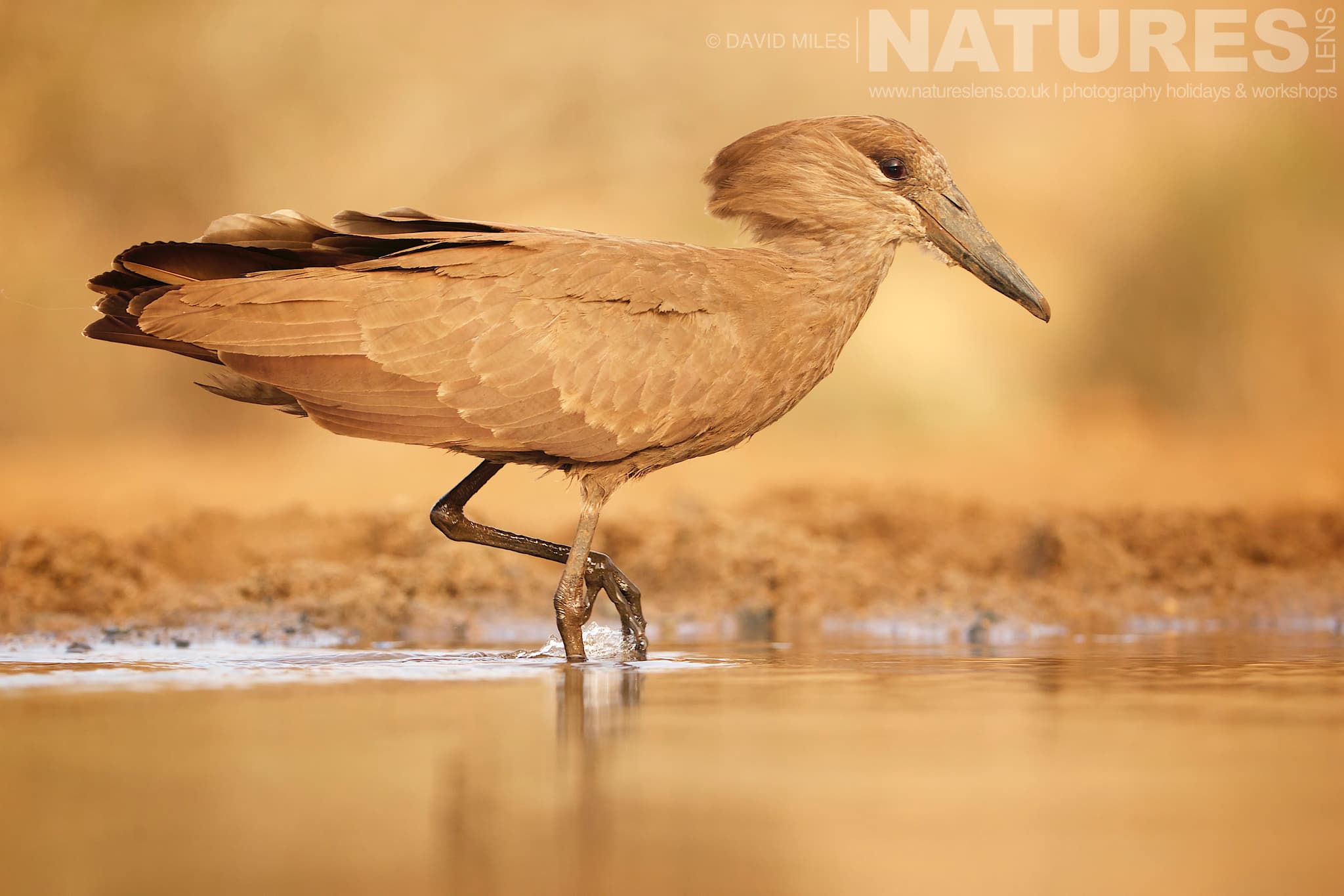 A Hamerkop Wades Across One Of The Waterholes During Late Afternoon One Of The Species That Makes Up The Awe Inspiring Wildlife Of Zimanga
