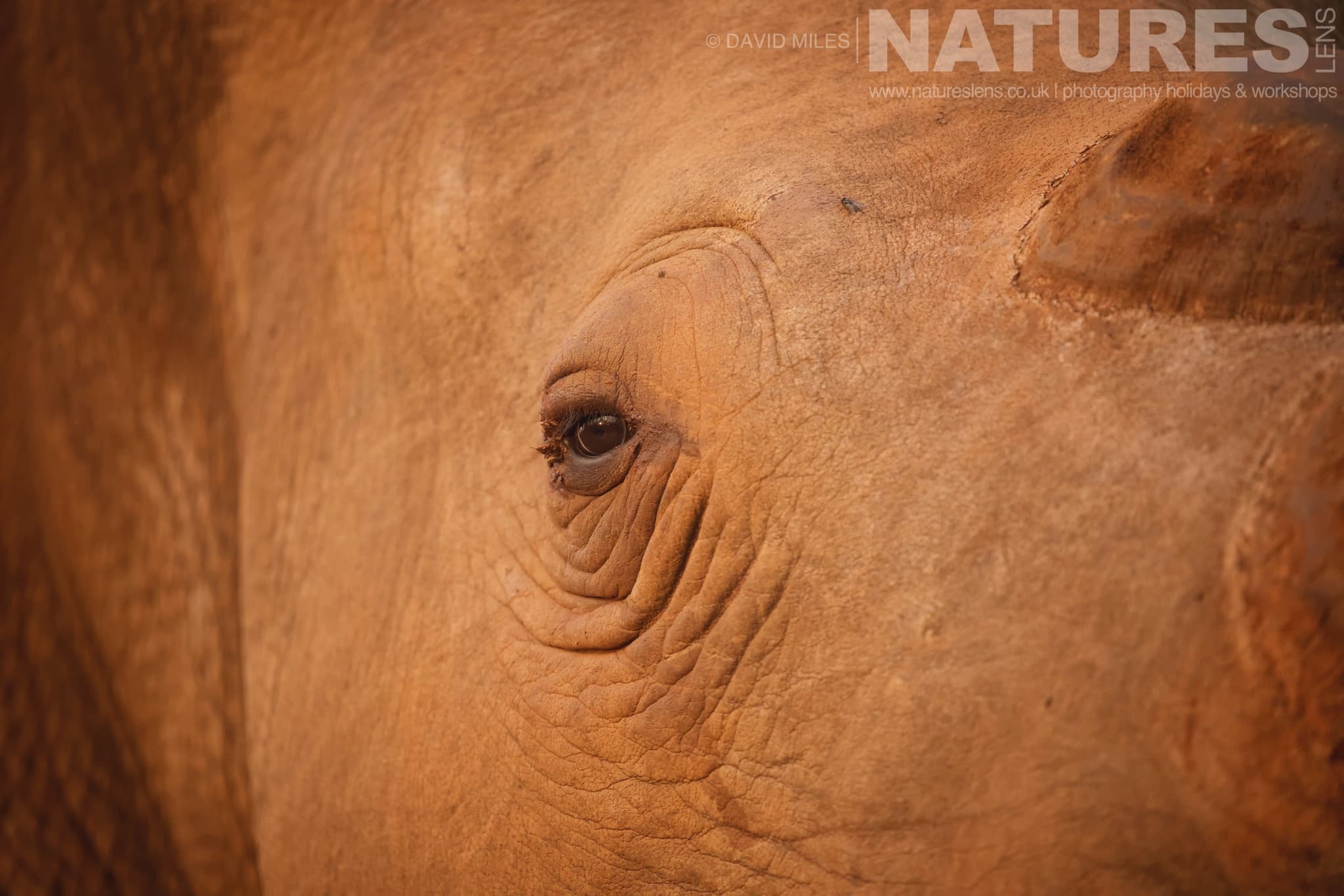 A Closeup Of A White Rhino Drinking From A Waterhole One Of The Species That Makes Up The Awe Inspiring Wildlife Of Zimanga