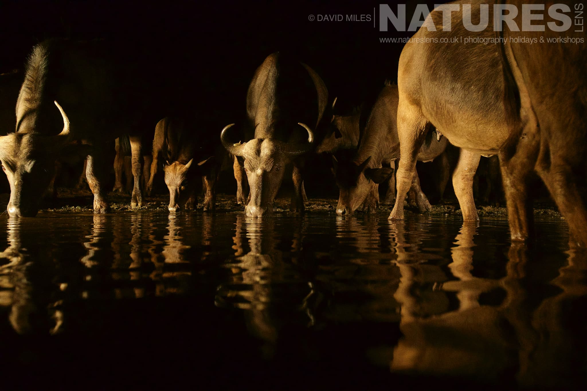 A Group Of Cape Buffalo At One Of The Night Hides One Of The Species That Makes Up The Awe Inspiring Wildlife Of Zimanga