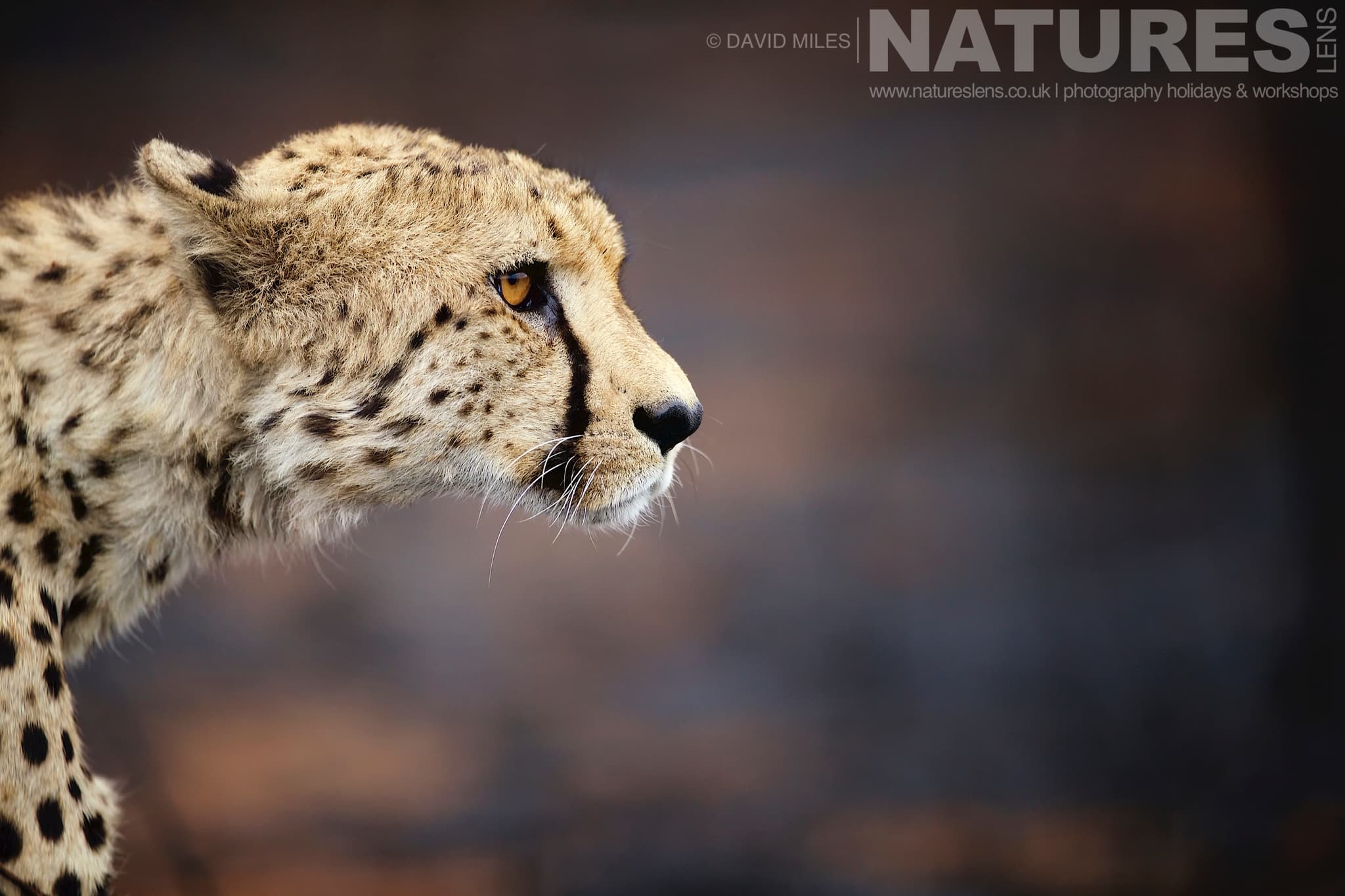 A Highly Focussed Cheetah One Of The Species That Makes Up The Awe Inspiring Wildlife Of Zimanga