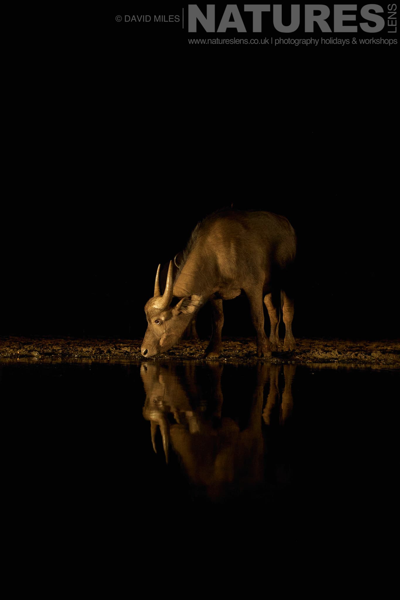 A Lone Cape Buffalo Drinks At One Of The Night Hides One Of The Species That Makes Up The Awe Inspiring Wildlife Of Zimanga