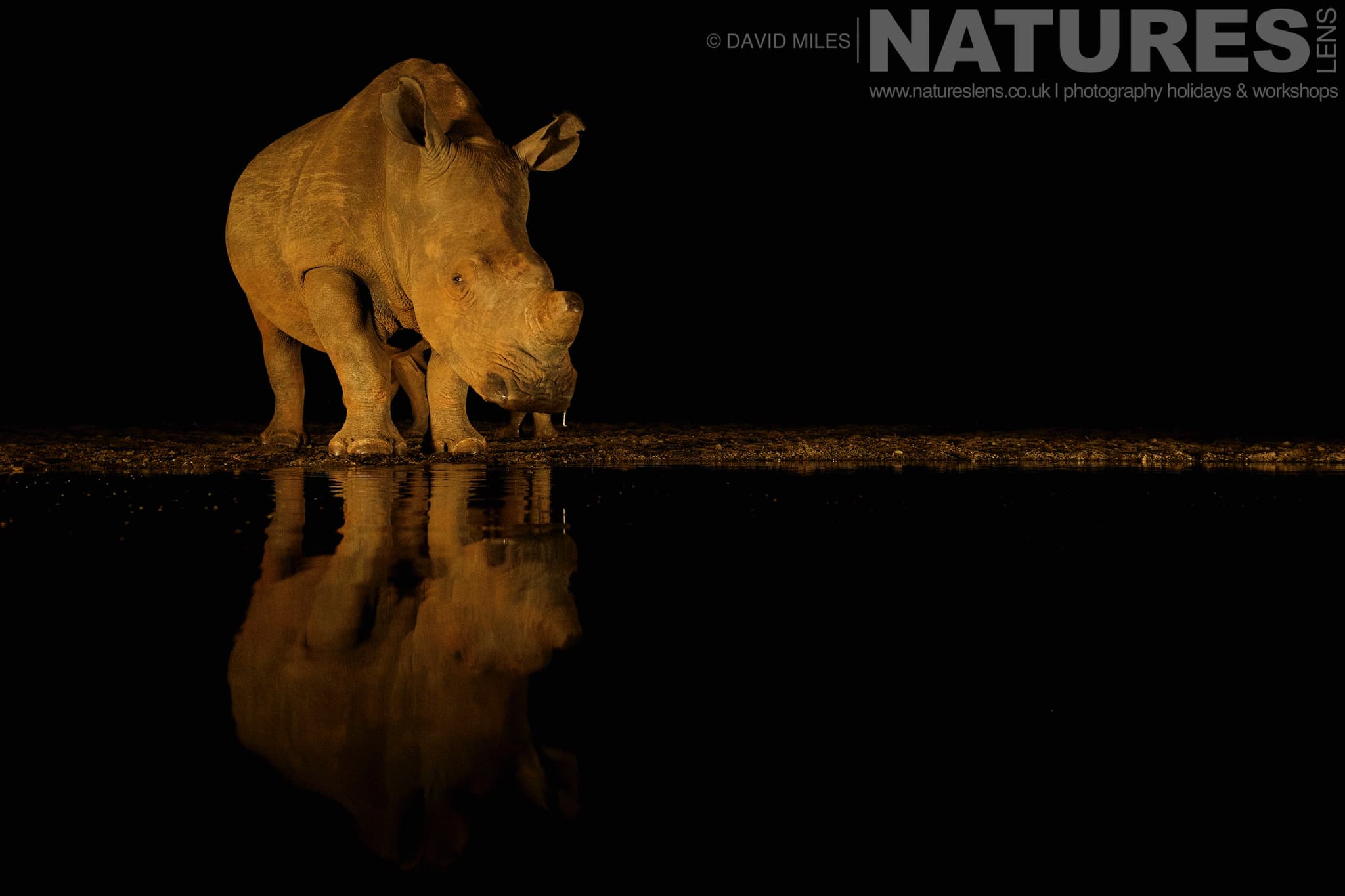 A Lone Rhino At One Of The Night Hides One Of The Species That Makes Up The Awe Inspiring Wildlife Of Zimanga