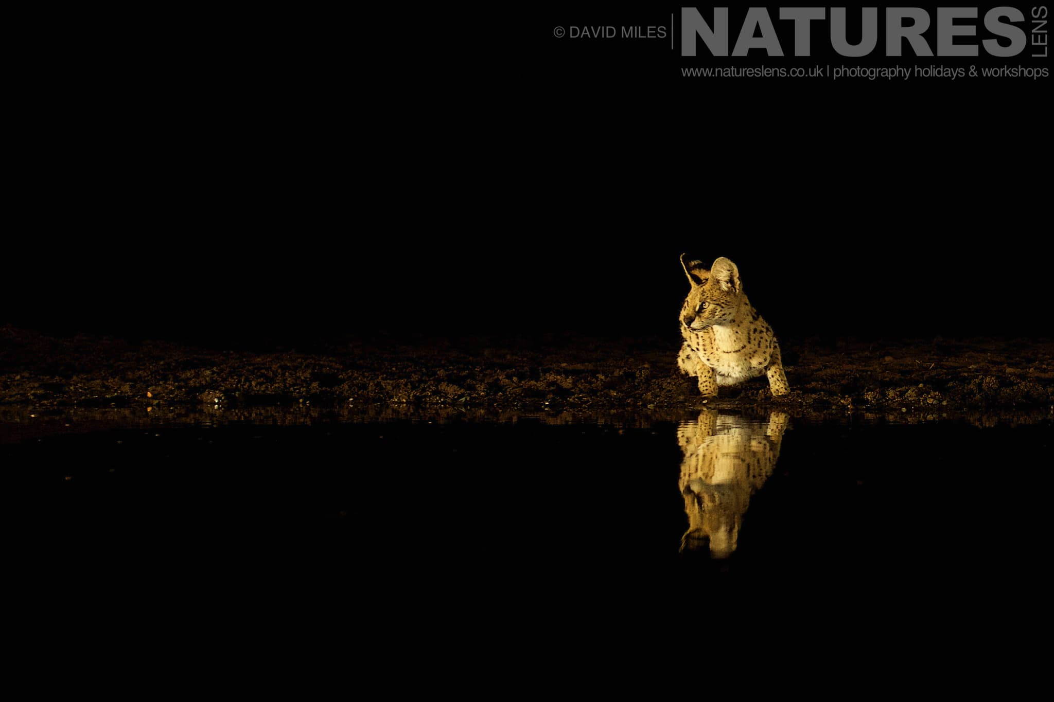 A Lone Serval Cat At One Of The Night Hides One Of The Species That Makes Up The Awe Inspiring Wildlife Of Zimanga