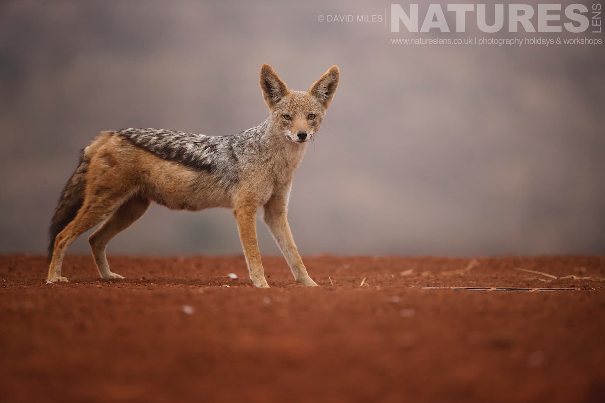 A Lone Jackal At The Scavenger Hide One Of The Species That Makes Up The Awe Inspiring Wildlife Of Zimanga