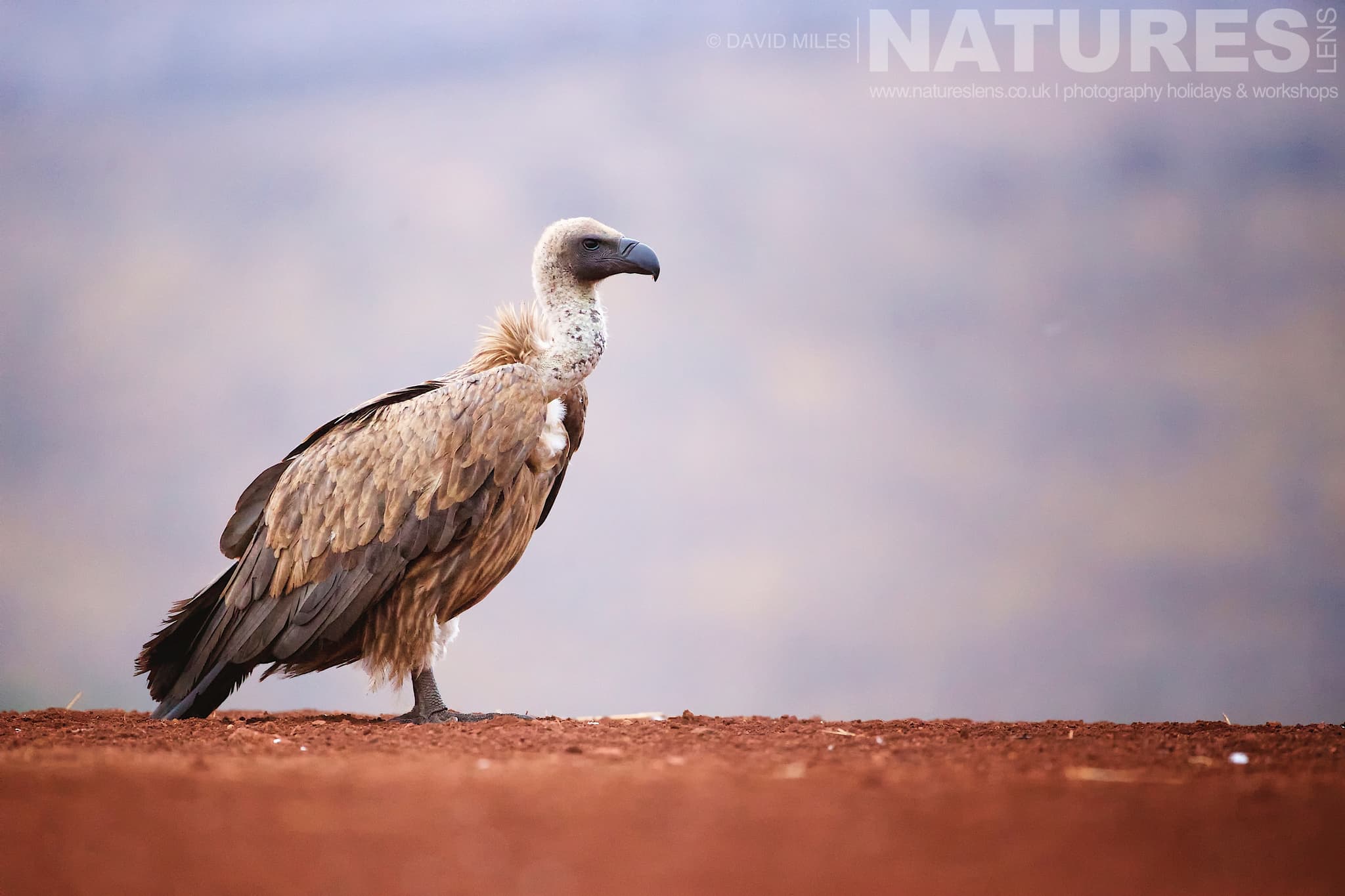 A Lone Vulture At The Scavenger Hide One Of The Species That Makes Up The Awe Inspiring Wildlife Of Zimanga