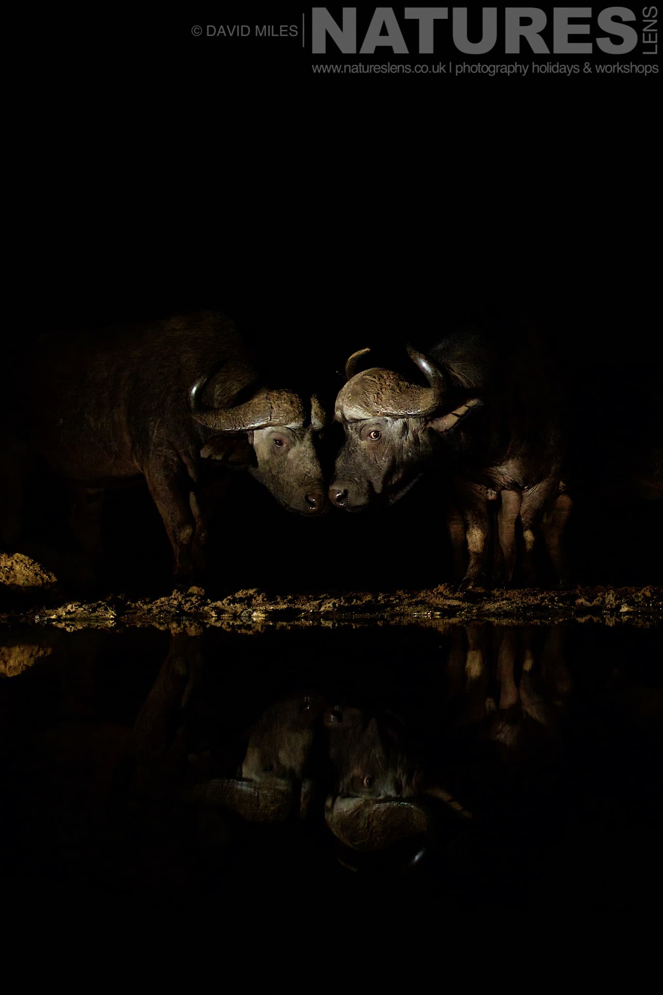 A Pair Of Cape Buffalo At One Of The Night Hides One Of The Species That Makes Up The Awe Inspiring Wildlife Of Zimanga