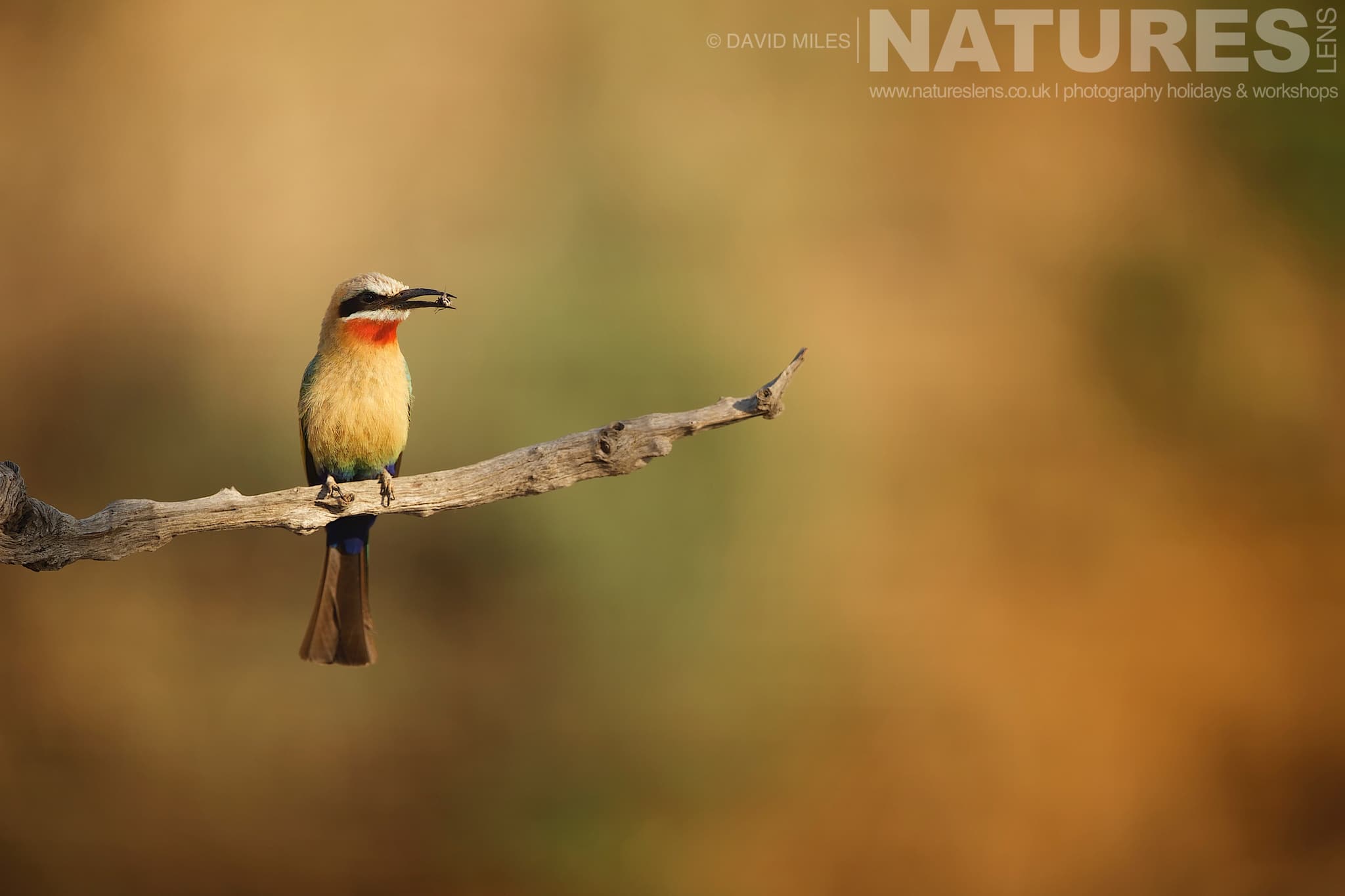 A Perched Bee Eater At One Of The Mobile Hides During Late Afternoon One Of The Species That Makes Up The Awe Inspiring Wildlife Of Zimanga