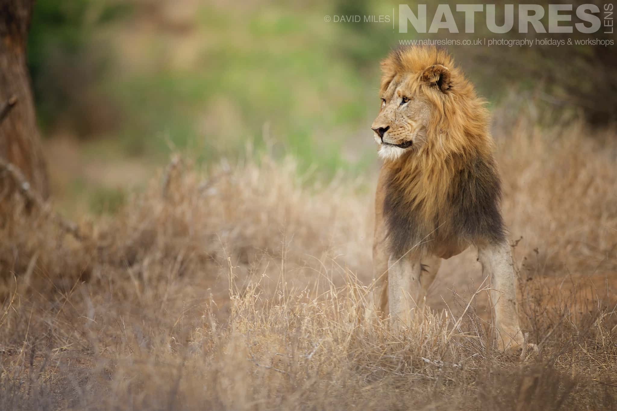A Solo Lion Strides Through The Grass One Of The Species That Makes Up The Awe Inspiring Wildlife Of Zimanga
