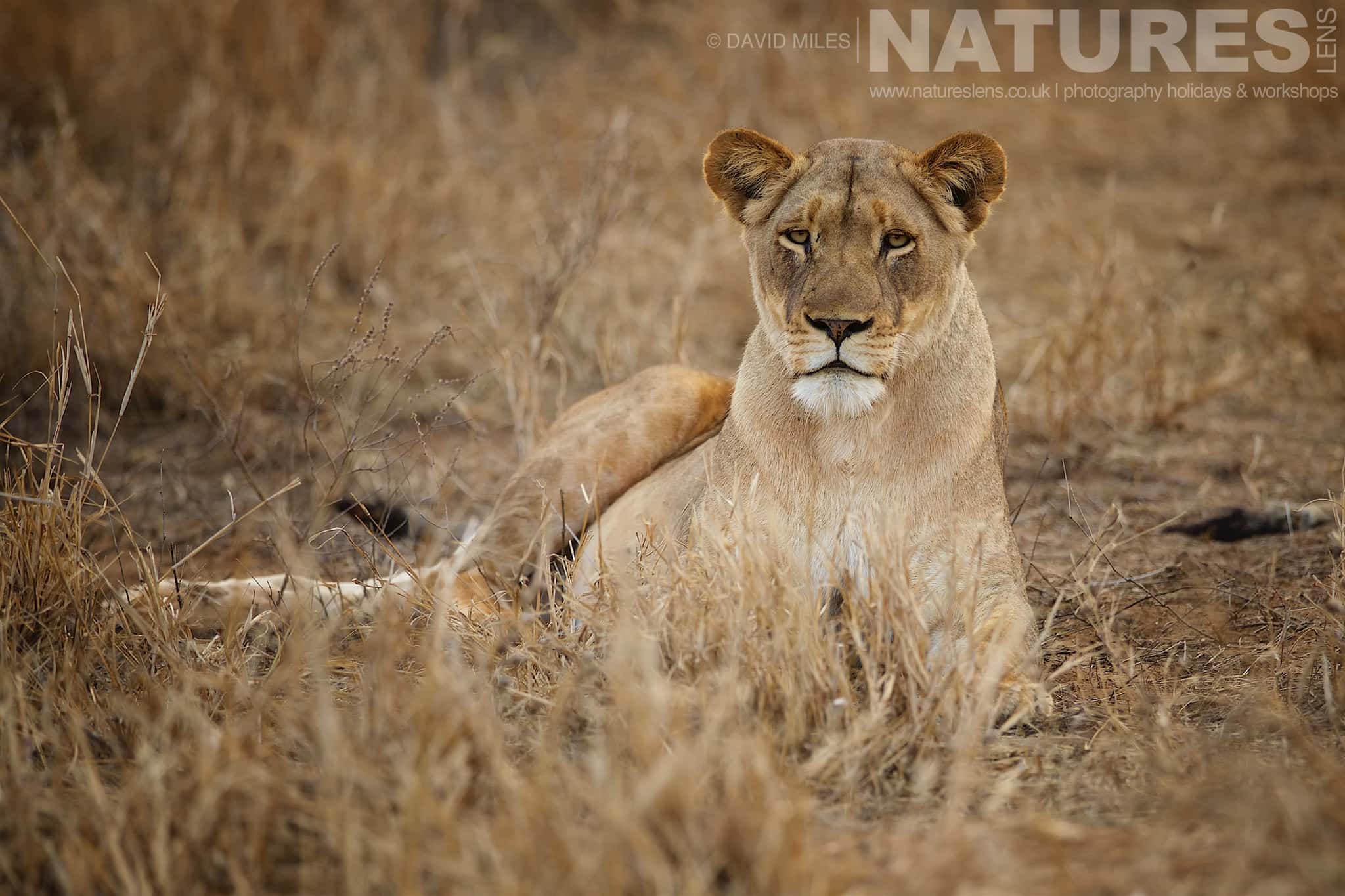 A Solo Lioness Rests In The Grass One Of The Species That Makes Up The Awe Inspiring Wildlife Of Zimanga