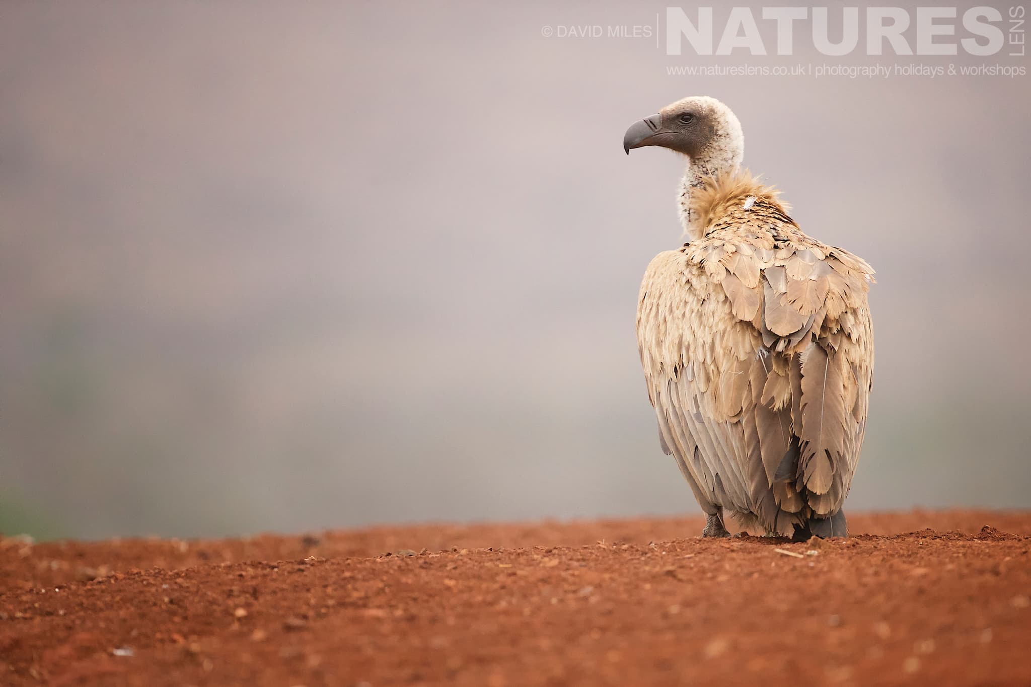 A Solo Vulture At The Scavenger Hide One Of The Species That Makes Up The Awe Inspiring Wildlife Of Zimanga