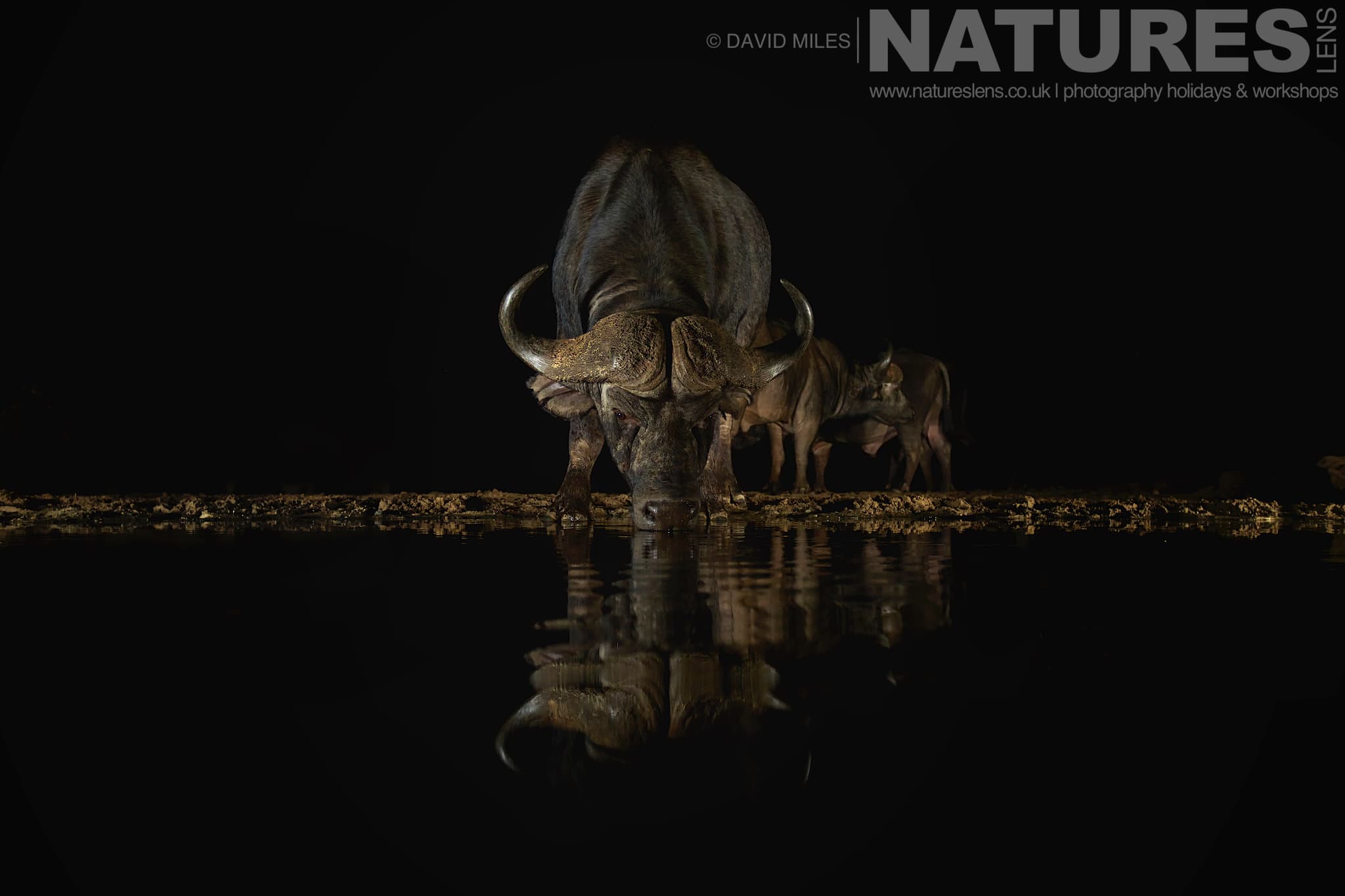A Trio Of Cape Buffalo At One Of The Night Hides One Of The Species That Makes Up The Awe Inspiring Wildlife Of Zimanga