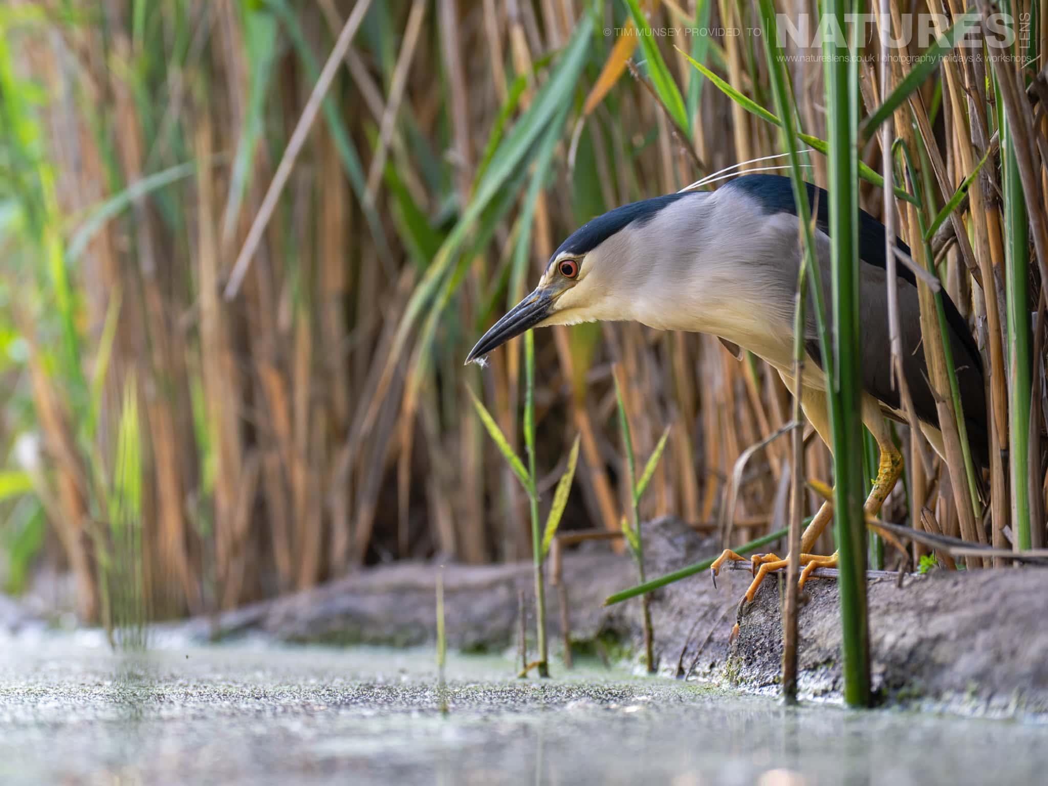 A Black Crowned Night Heron At One Of The Ponds Photographed At Bence Máté's Hides In Hungary During the Natureslens Wildlife Photography Hides of Hungary Holiday