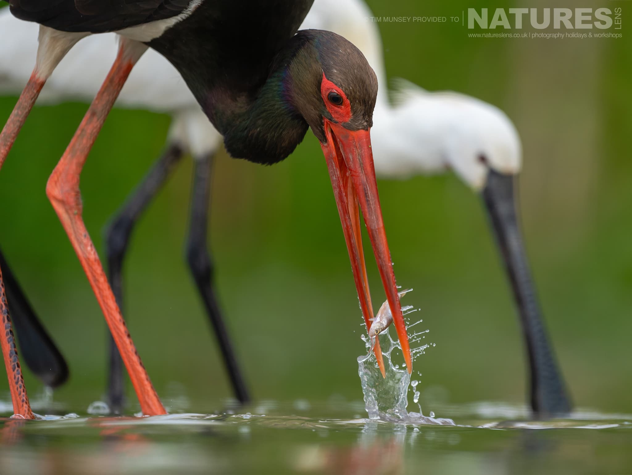 A Black Stork Feeds At One Of The Ponds With Eurasian Spoonbills Behind Photographed At Bence Máté's Hides In Hungary During the Natureslens Wildlife Photography Hides of Hungary Holiday