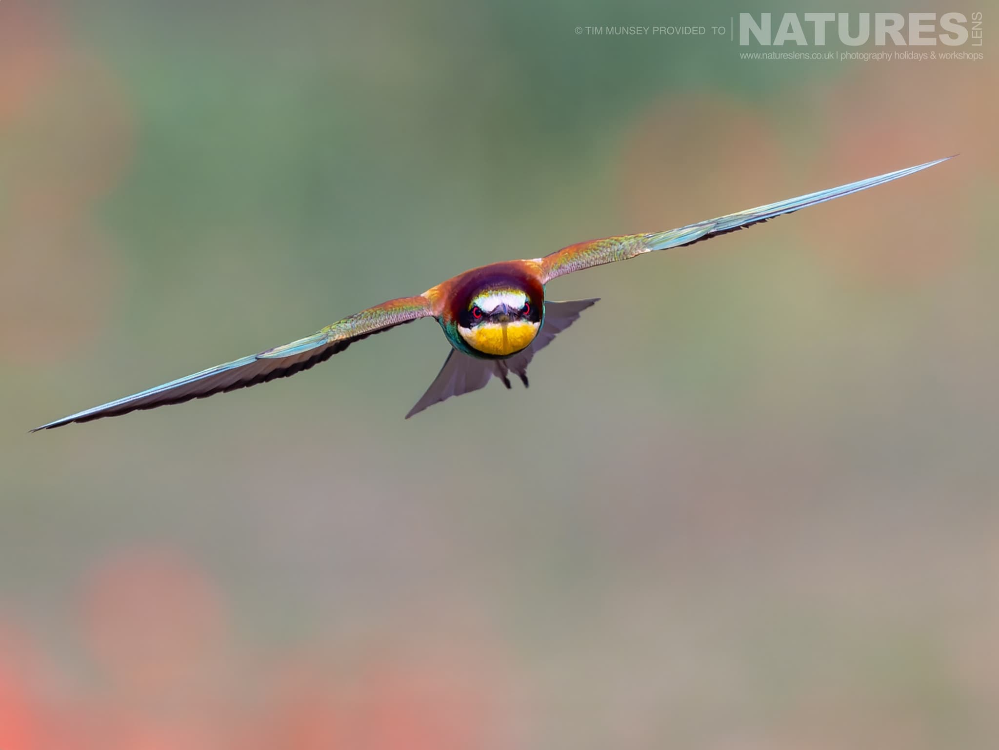 A European Bee Eater In Flight Photographed At Bence Máté's Hides In Hungary During the Natureslens Photography Hides of Hungary Holiday