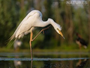 A Great Egret Preening Itself At One Of The Ponds Photographed At Bence Mate Hides In Hungary During A Natureslens Wildlife Photography Holiday