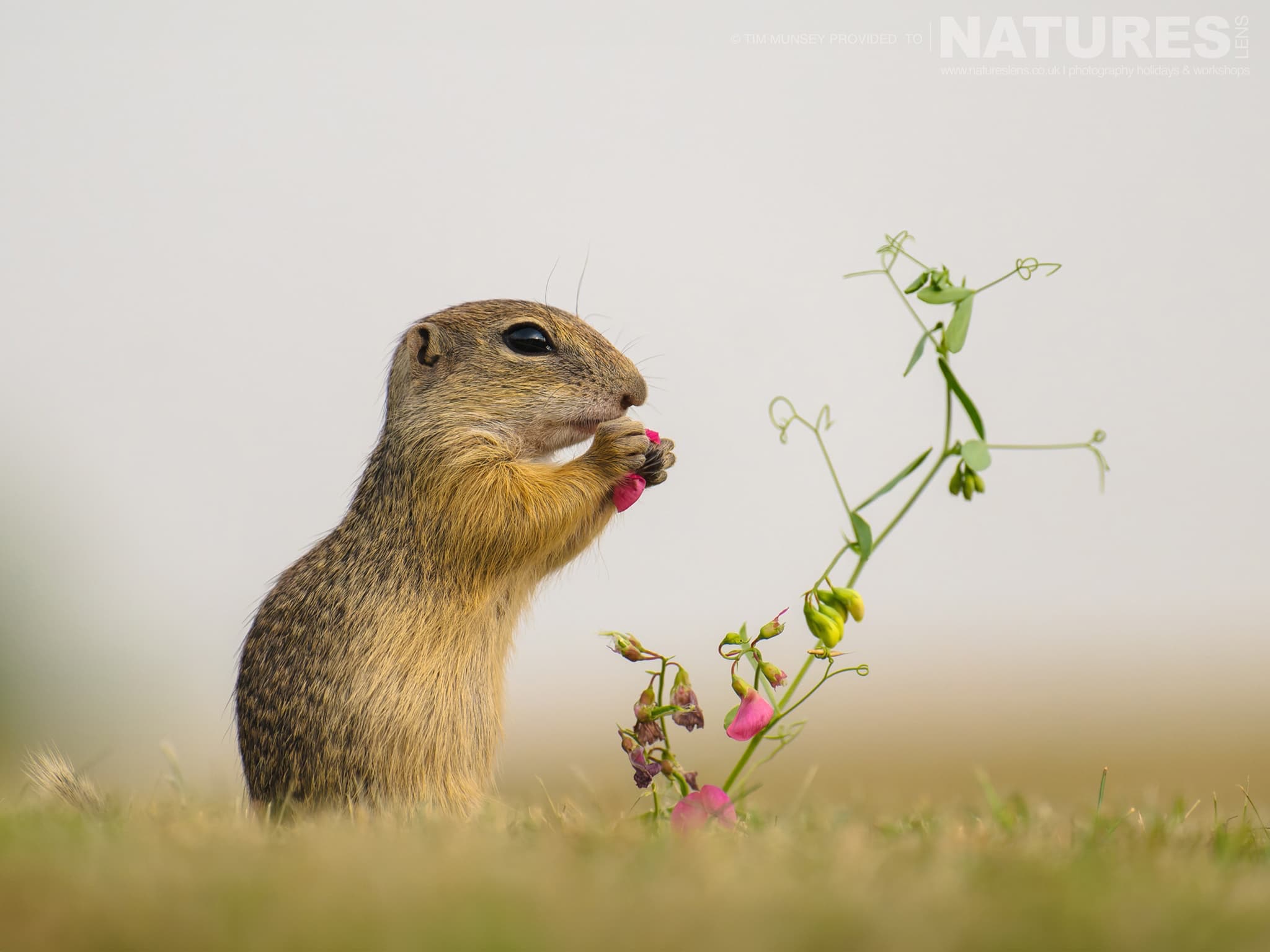A Ground Squirrel Photographed At Bence Máté's Hides In Hungary During A Natureslens Wildlife Photography Holiday