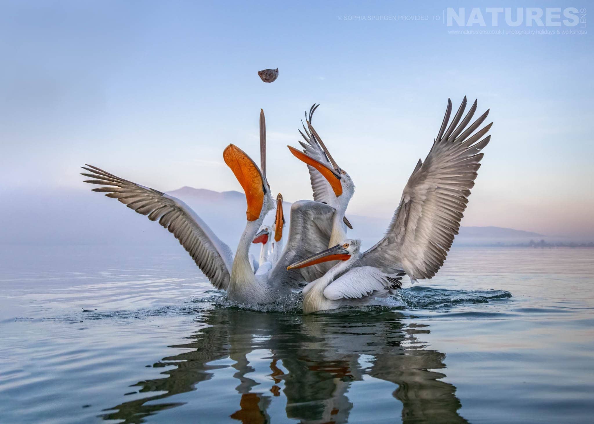 A Group Of The Dalmatian Pelicans Of Greece Reaching For A Thrown Fish On The Waters Of Lake Kerkini