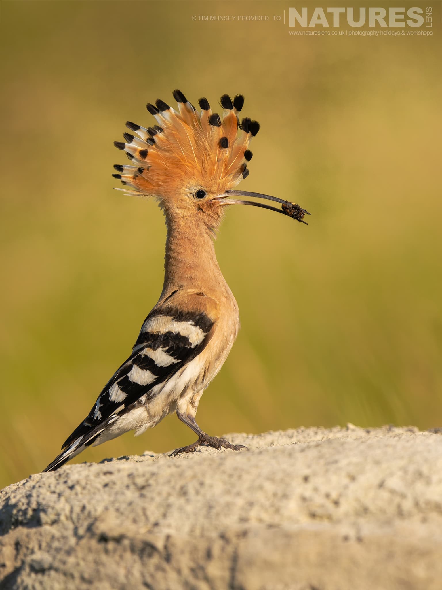 A Hoopoe stood on a rock with its crest raised - photographed at Bence Máté's hides in Hungary during a NaturesLens wildlife photography holiday