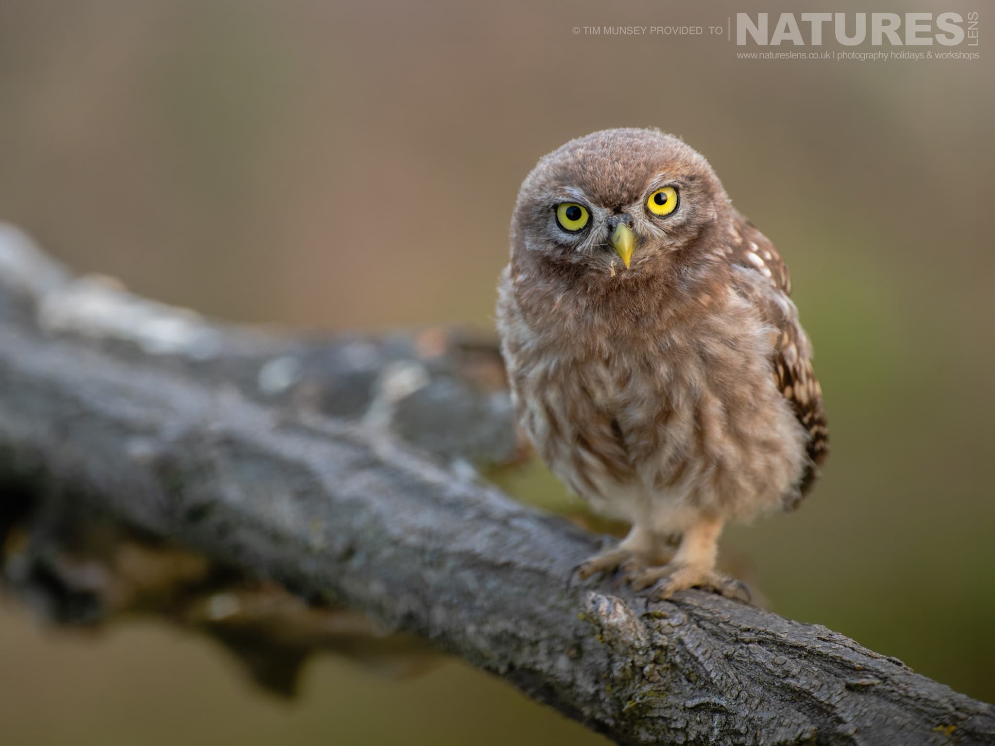 A Little Owl perched on a branch - photographed at Bence Máté's hides in Hungary during a NaturesLens wildlife photography holiday