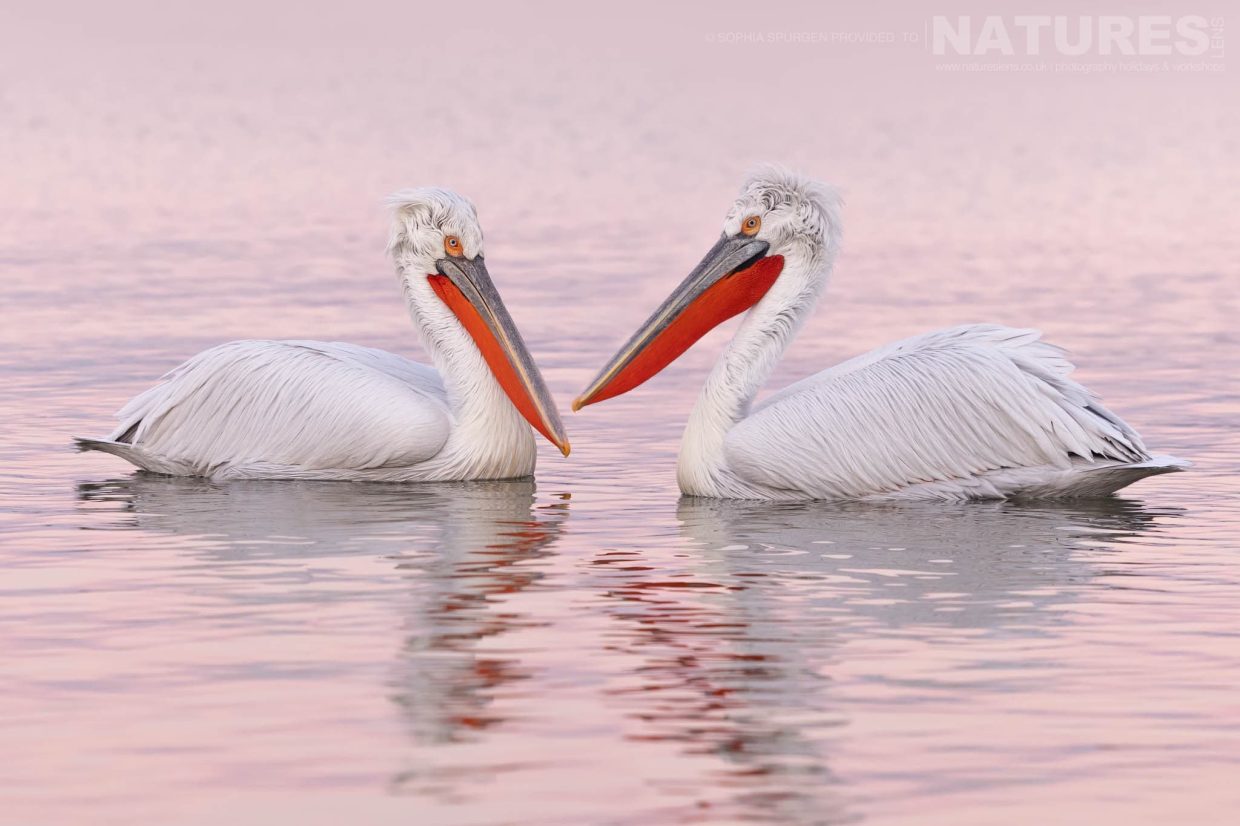 A Pair Of The Dalmatian Pelicans Of Greece Gliding On The Waters Of Lake Kerkini In Soft Evening Light