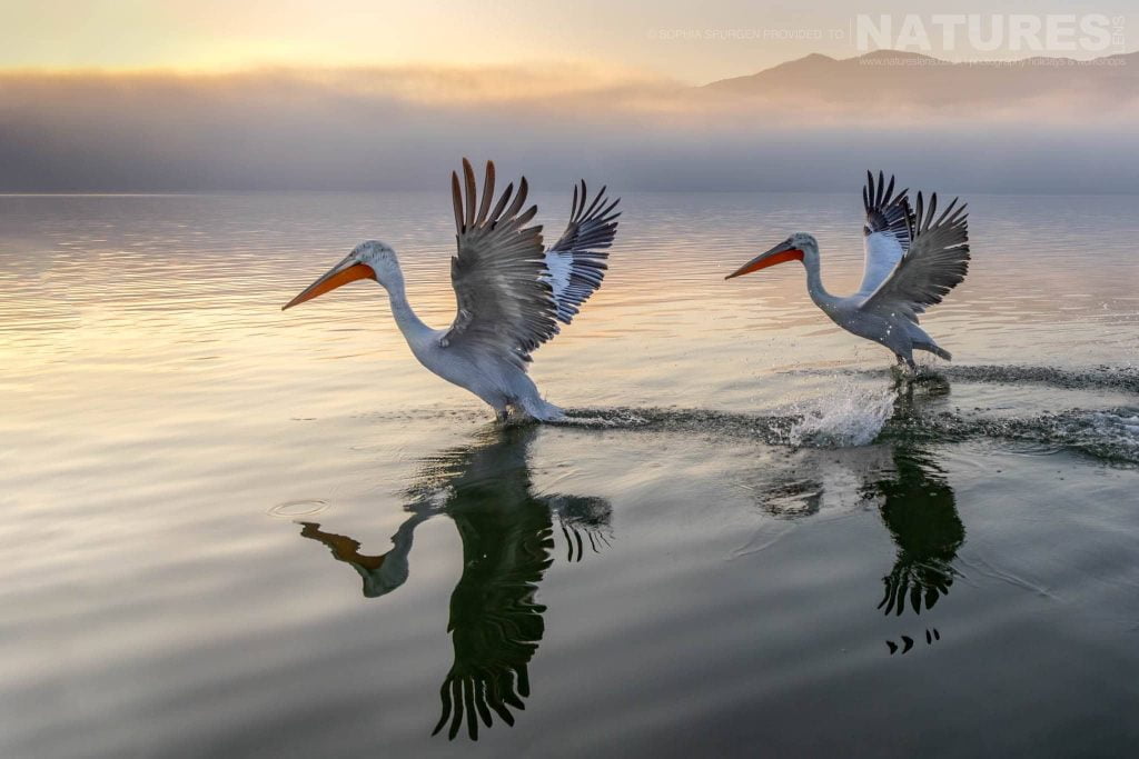 A Pair Of The Dalmatian Pelicans Of Greece Landing On The Waters Of Lake Kerkini A Pair Of Dalmatian Pelicans Landing On The Water Of Lake Kerkini