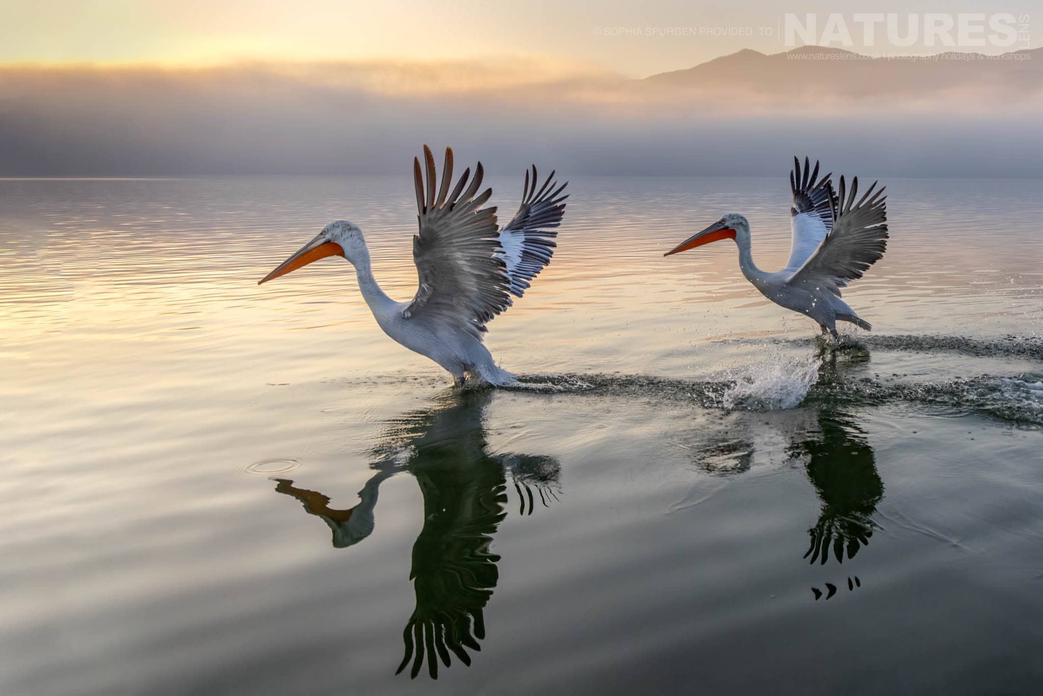 A Pair Of The Dalmatian Pelicans Of Greece Landing On The Waters Of Lake Kerkini