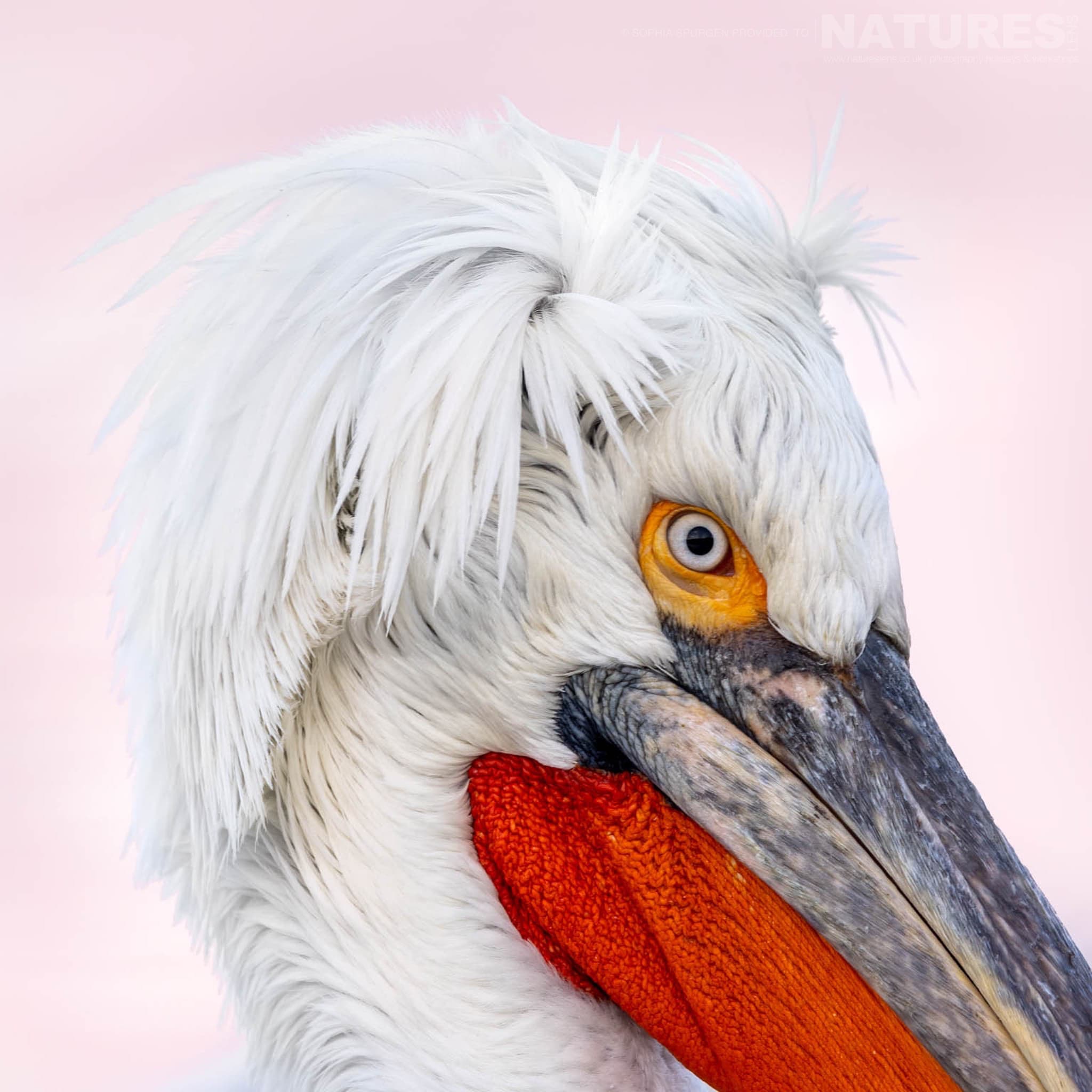 A Portrait Of One Of The Dalmatian Pelicans Of Greece]