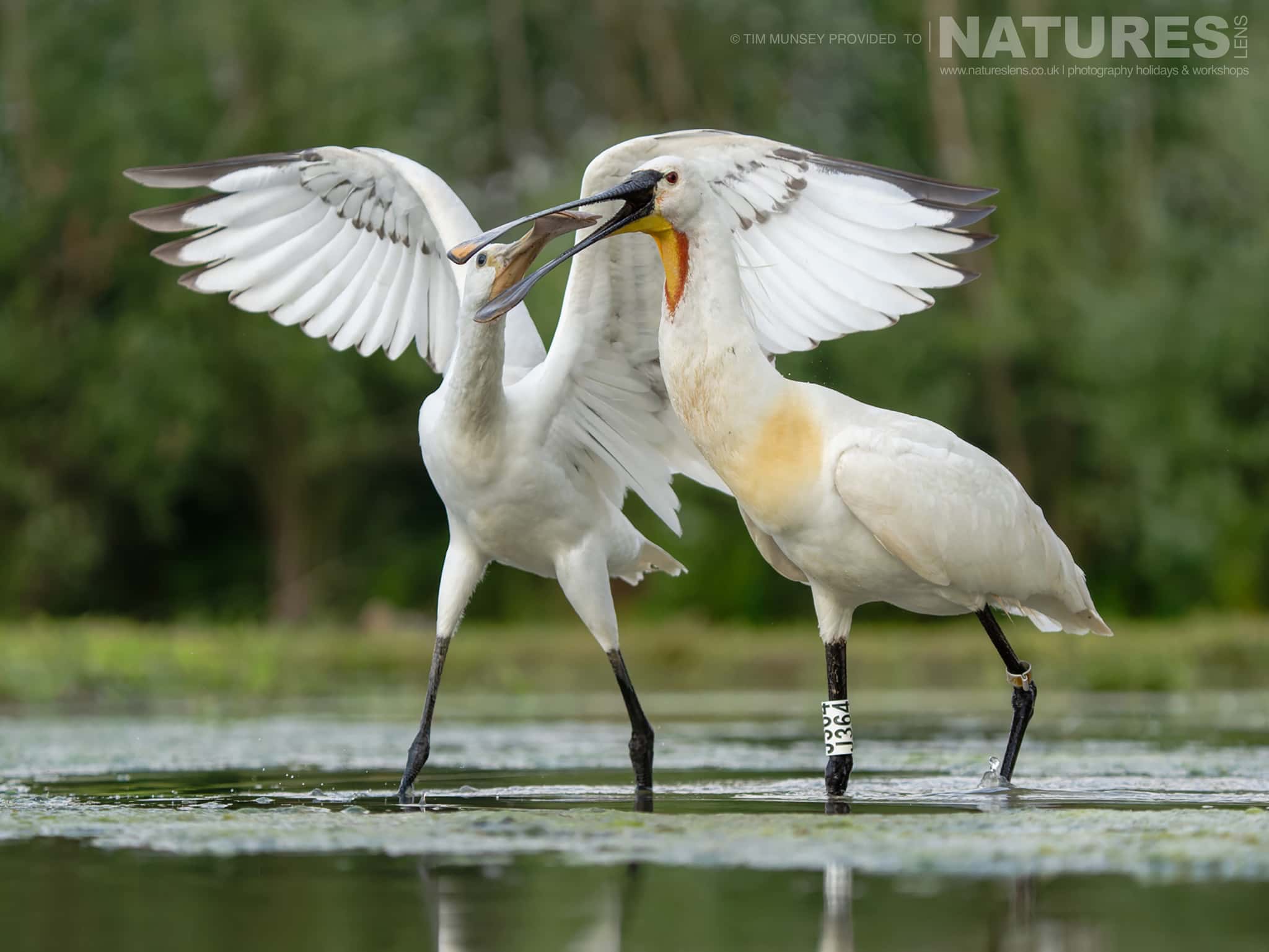 A squabbling pair of Eurasian Spoonbills in one of the ponds - photographed at Bence Máté's hides in Hungary during a NaturesLens wildlife photography holiday