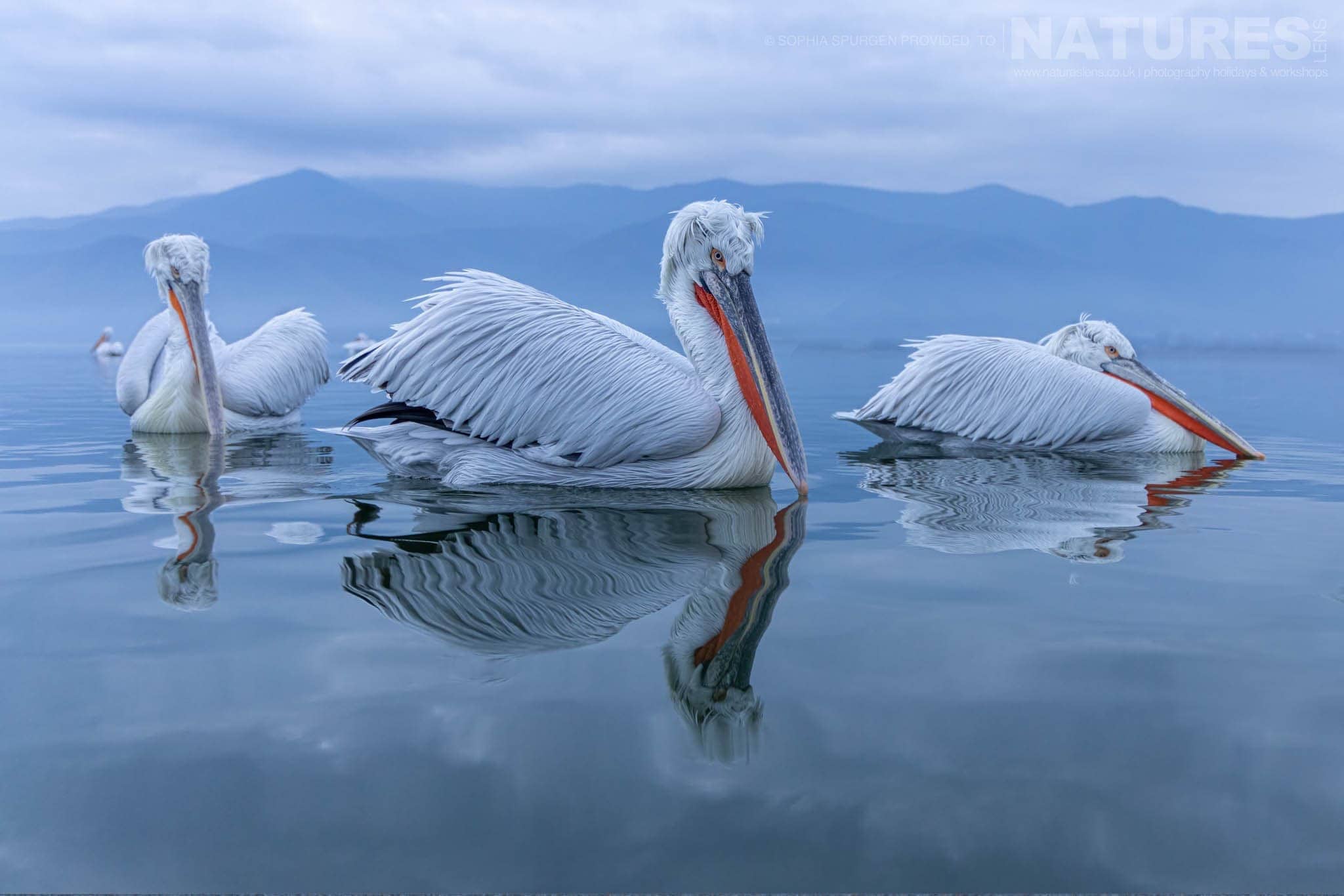 A Trio Of The Dalmatian Pelicans Of Greece Gliding Past Serenely On The Waters Of Lake Kerkini