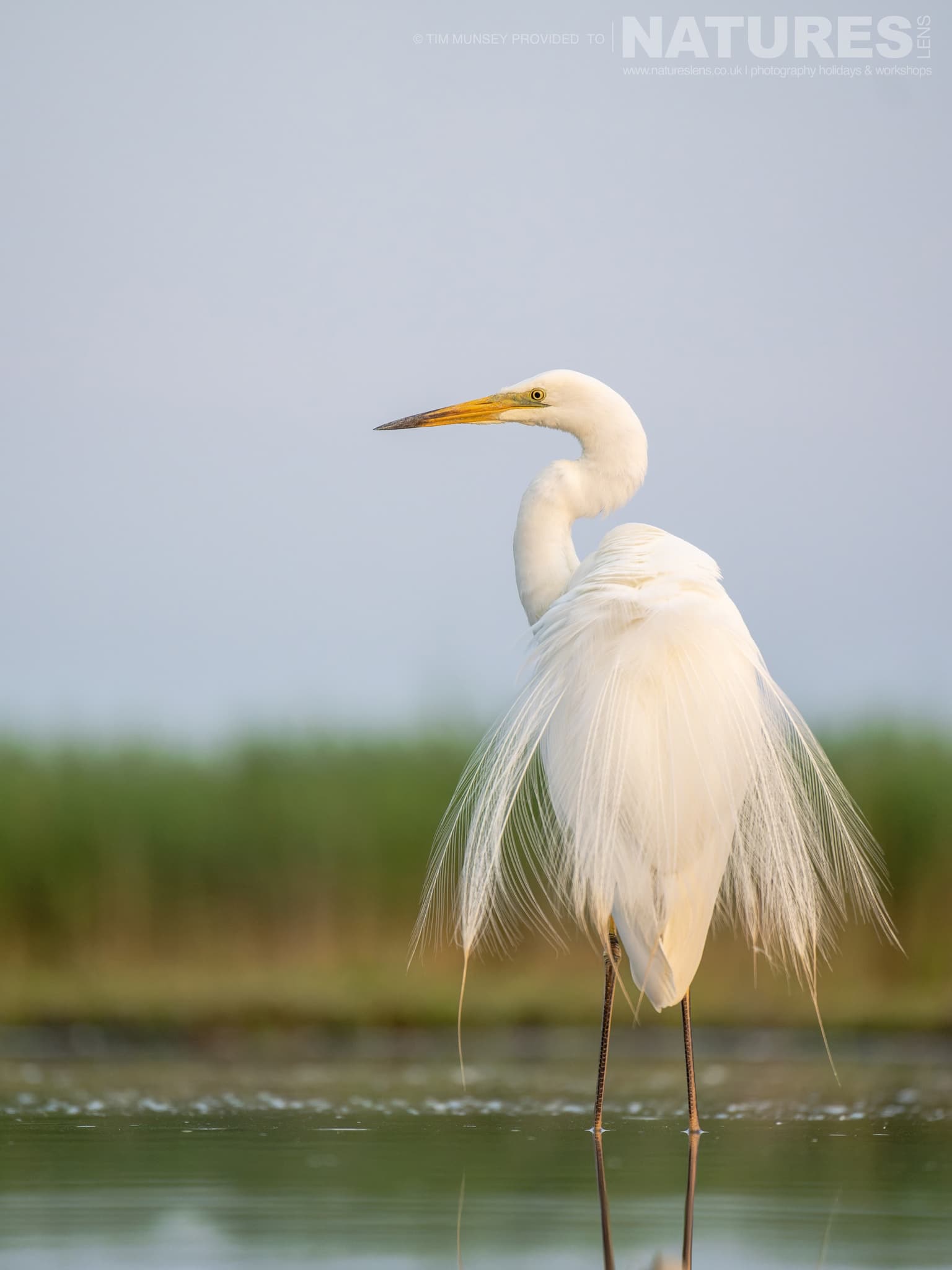 An Egret standing alert at one of the ponds - photographed at Bence Máté's hides in Hungary during a NaturesLens wildlife photography holiday
