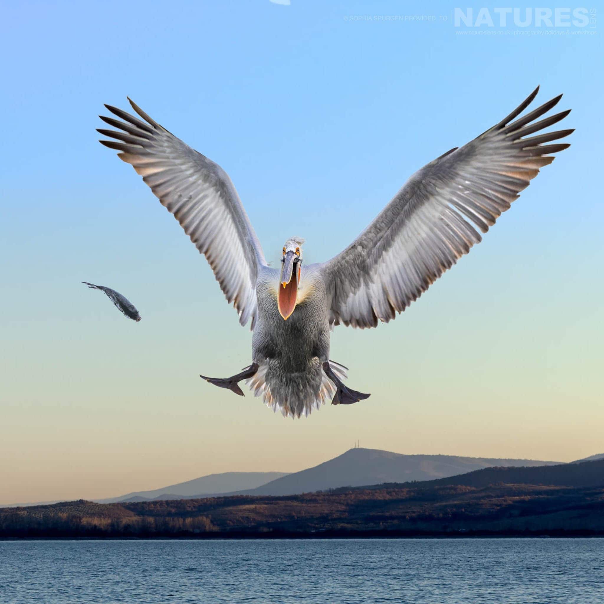 One Of The Dalmatian Pelicans Of Greece Attempts An Intercept On A Thrown Fish Above The Waters Of Lake Kerkini