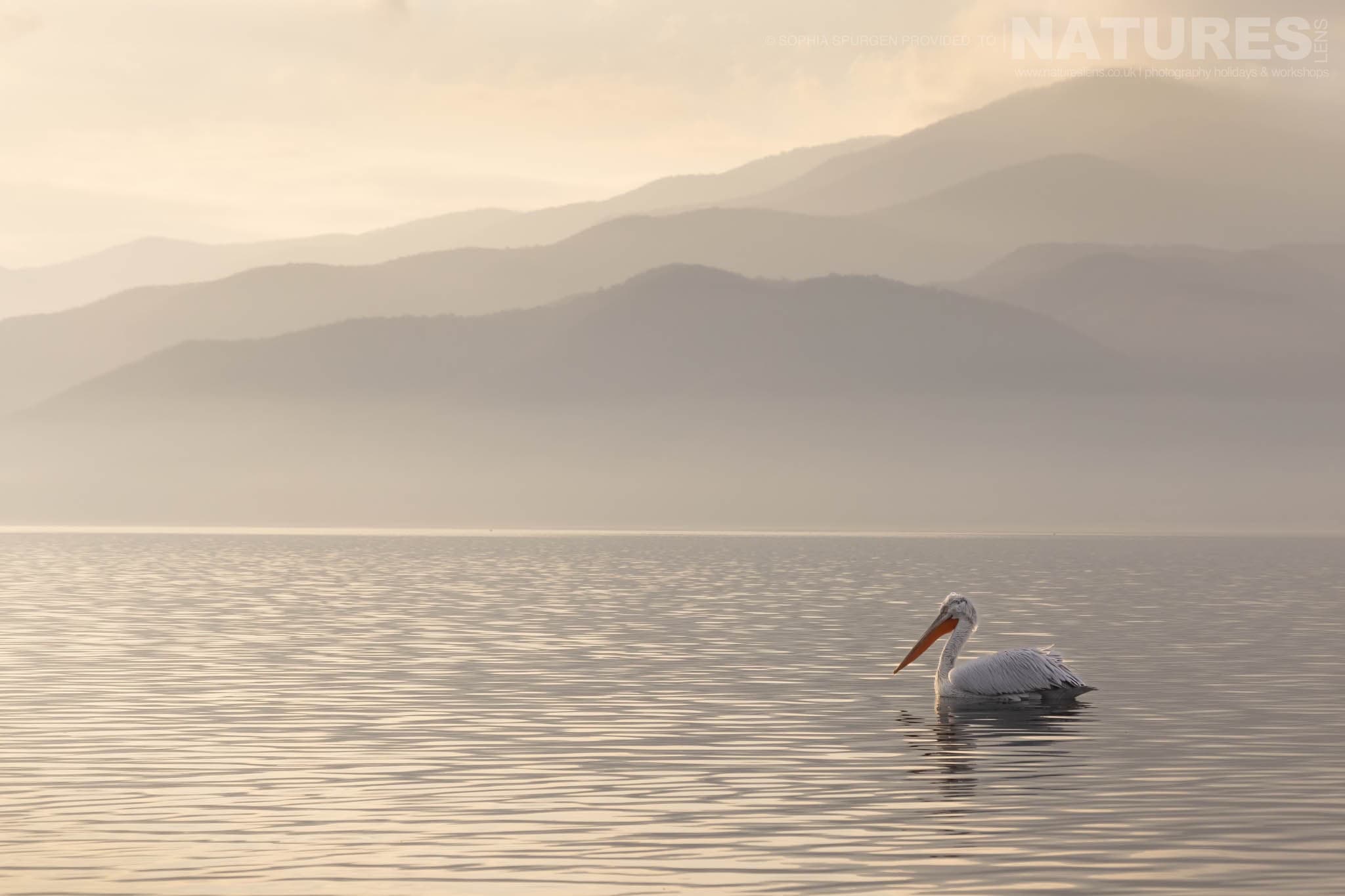 One Of The Dalmatian Pelicans Of Greece Glides Gently On The Waters Of Lake Kerkini With The Mountains As A Layered Backdrop