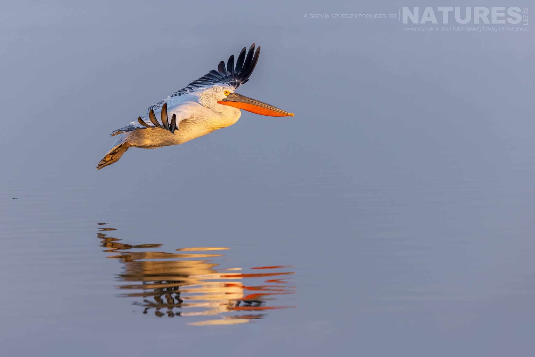 One Of The Dalmatian Pelicans Of Greece Gliding Above The Waters Of Lake Kerkini