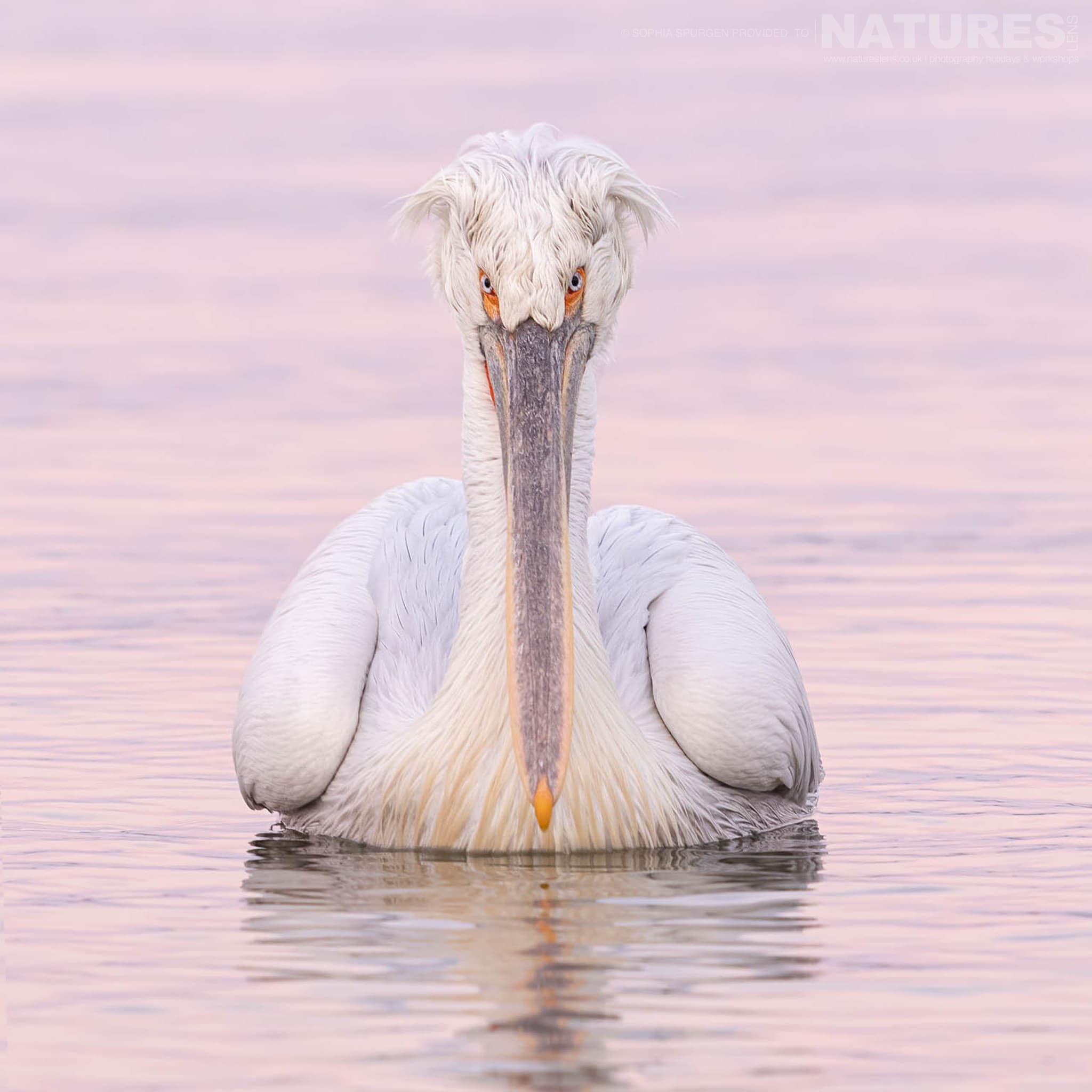 One Of The Dalmatian Pelicans Of Greece Gliding On The Waters Of Lake Kerkini In Soft Evening Light