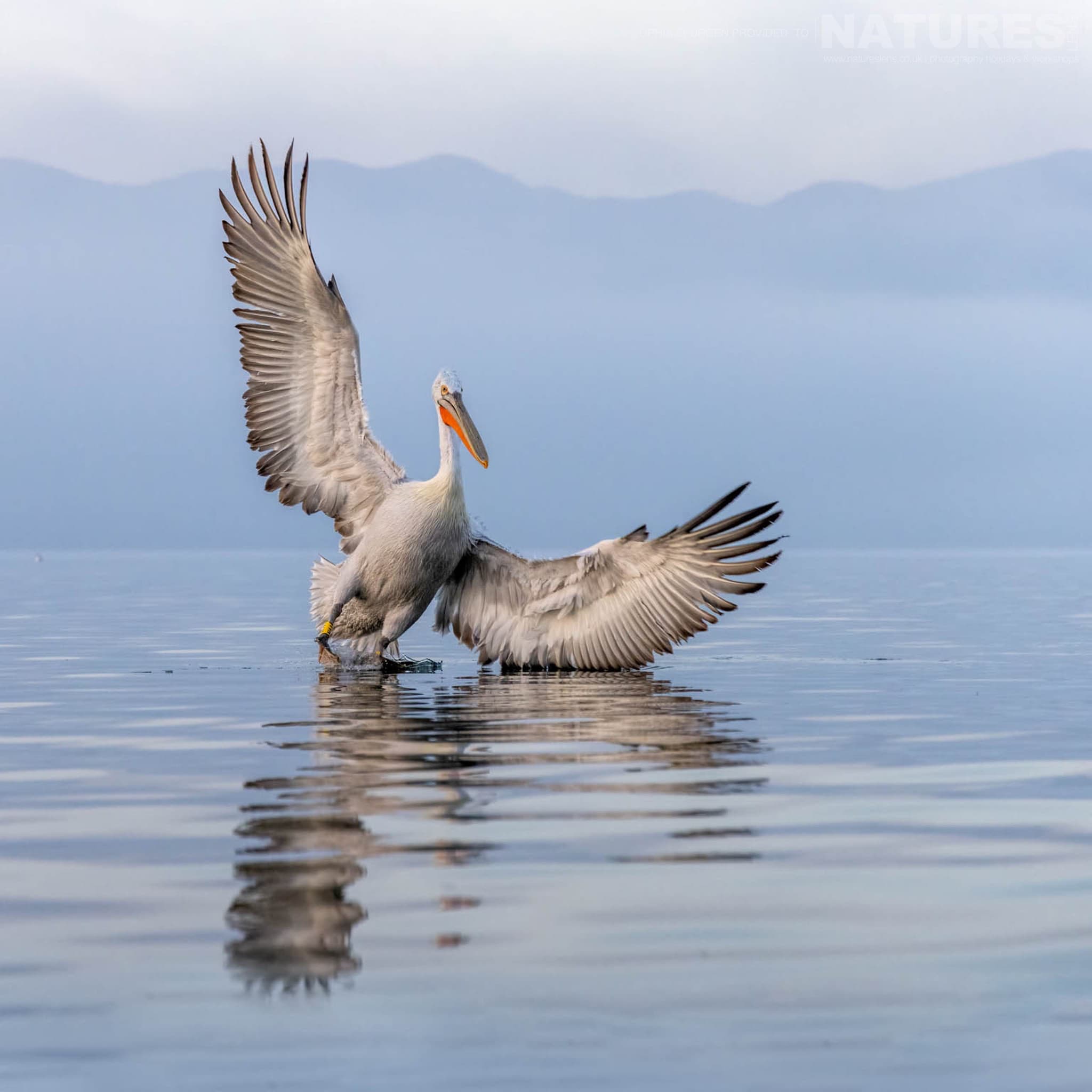 One Of The Dalmatian Pelicans Of Greece Landing On The Waters Of Lake Kerkini