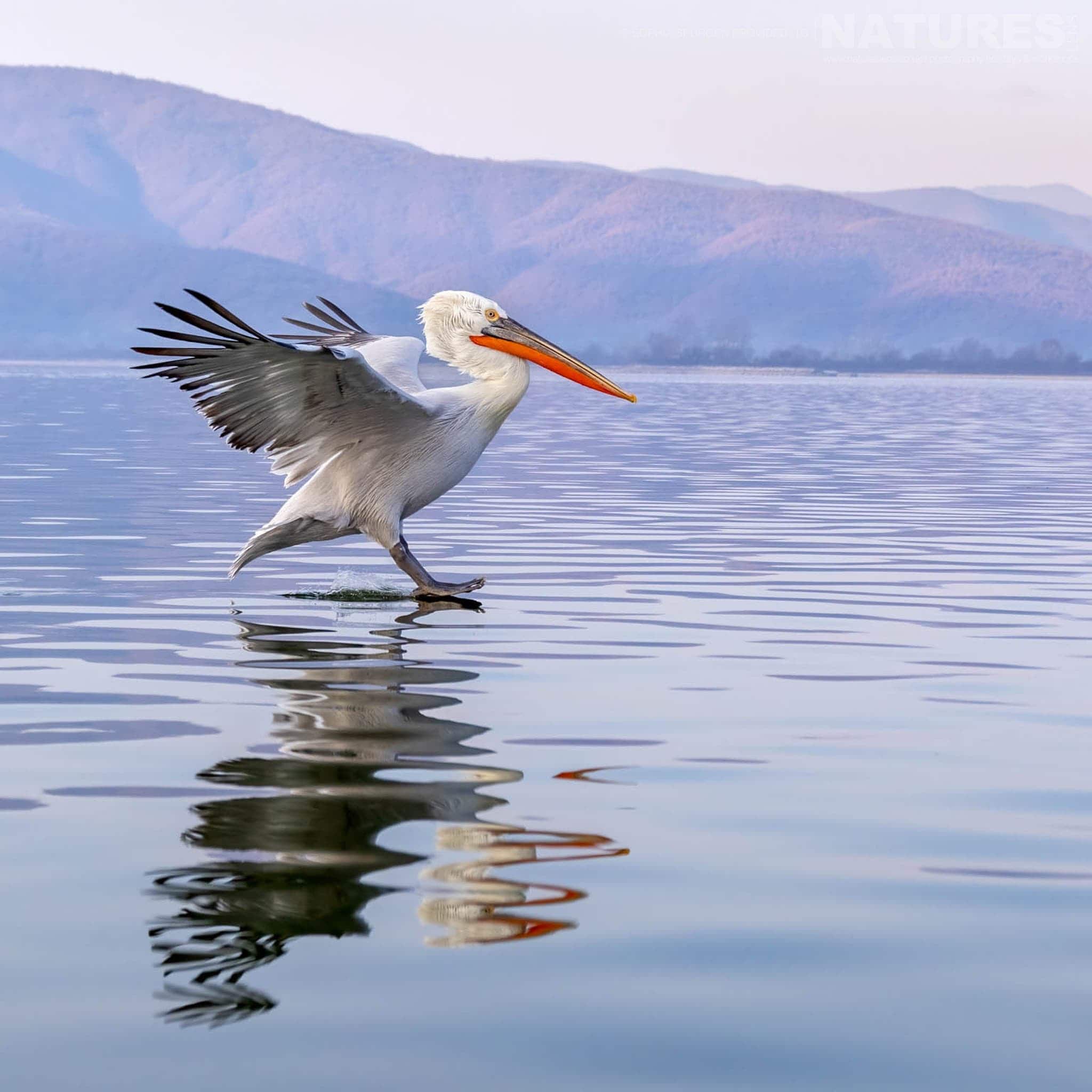 One Of The Dalmatian Pelicans Of Greece Lands On The Waters Of Lake Kerkini