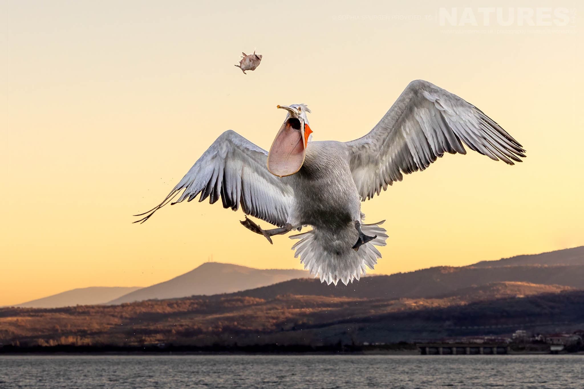 One Of The Dalmatian Pelicans Of Greece Opens Wide For A Thrown Fish Above The Waters Of Lake Kerkini