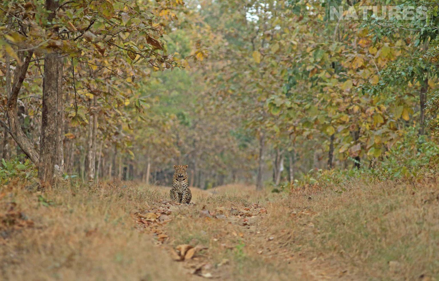A leopard photographed within Bori Wildlife Reserve - one of the locations used during the NaturesLens Wildlife of Madhya Pradesh photography  holiday