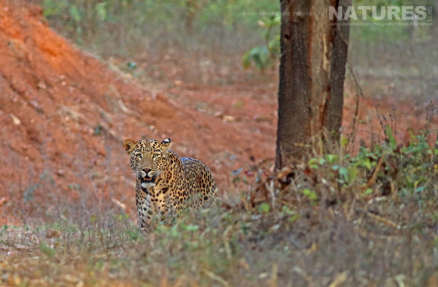 A leopard photographed within the Bori Wildlife Reserve - one of the locations used during the NaturesLens Wildlife of Madhya Pradesh photography holiday