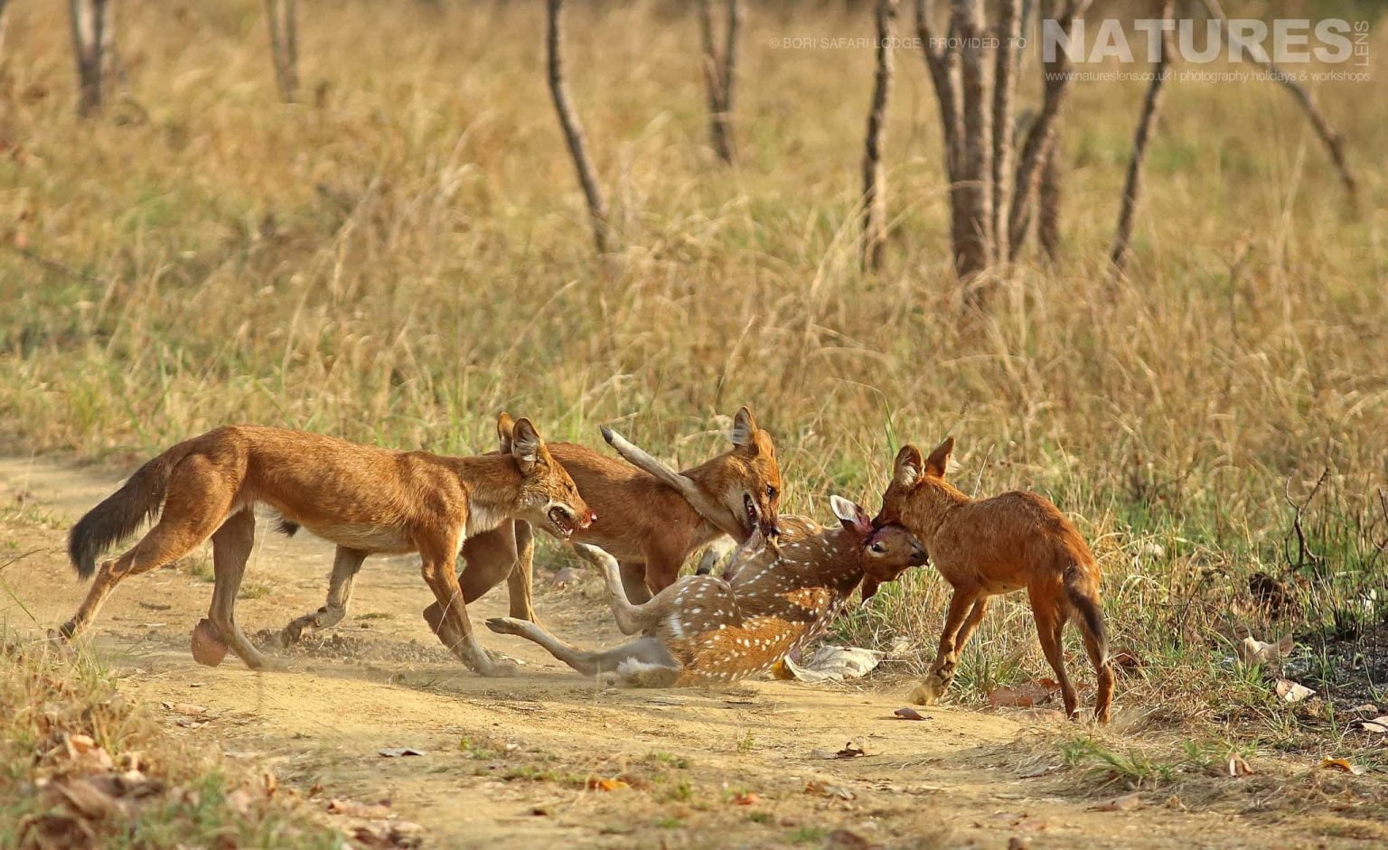 A pack of dhole photographed within the Bori Wildlife Reserve - one of the locations used during the NaturesLens Wildlife of Madhya Pradesh photography  holiday