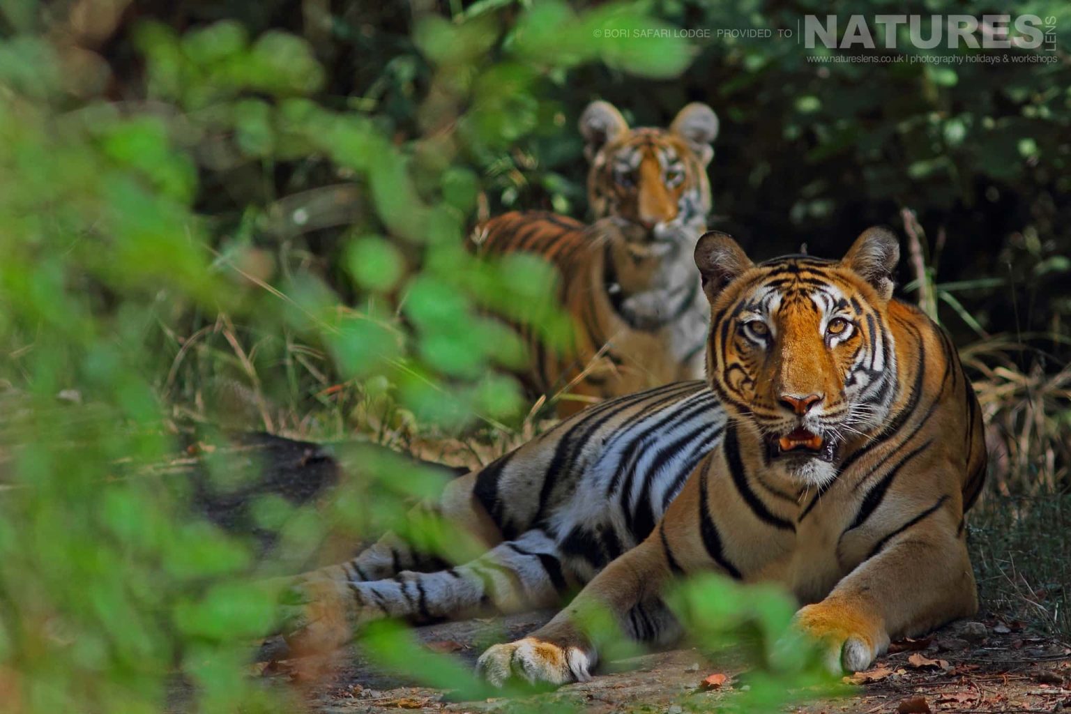 A pair of tigers photographed within the Satpura National Park - one of the locations used during the NaturesLens Wildlife of Madhya Pradesh photography holiday