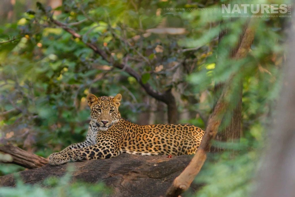 A Resting Leopard Photographed Within Bori Wildlife Reserve One Of The Locations Used During The Natureslens Wildlife Of Madhya Pradesh Photography Holiday