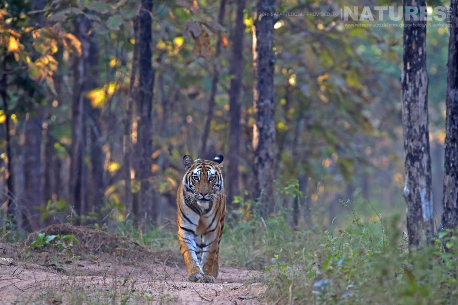 A Tiger strides forward photographed within the Satpura National Park - one of the locations used during the NaturesLens Wildlife of Madhya Pradesh photography  holiday
