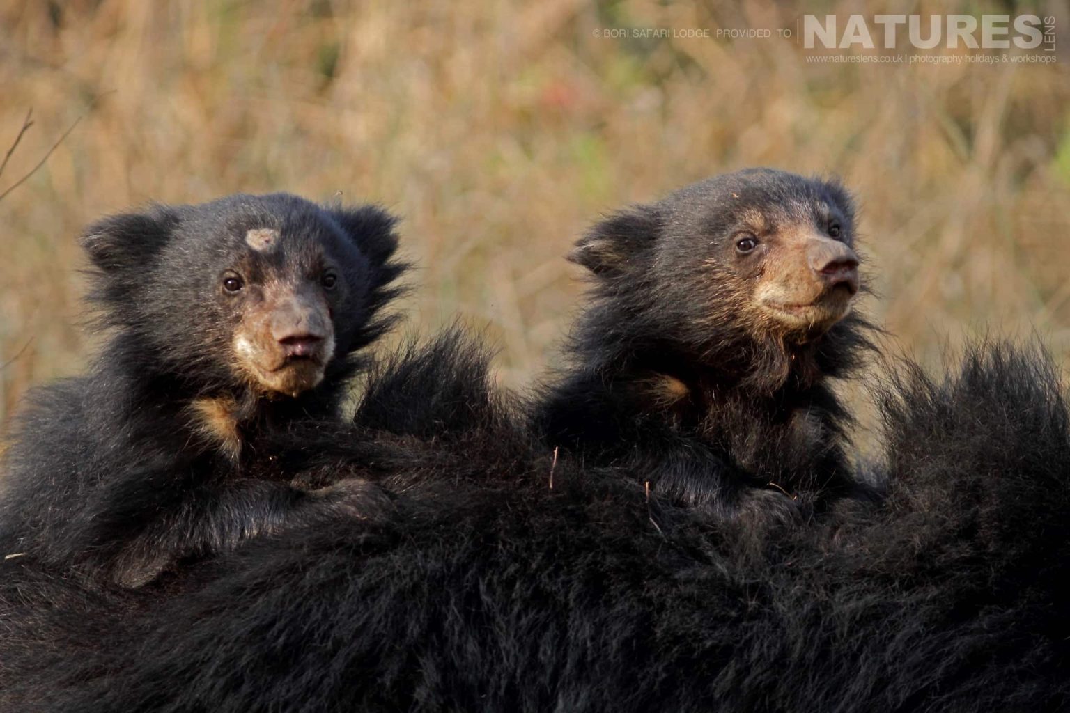 Sloth Bears Photographed Within The Bori Wildlife Reserve One Of The Locations Used During The Natureslens Wildlife Of Madhya Pradesh Photography Holiday