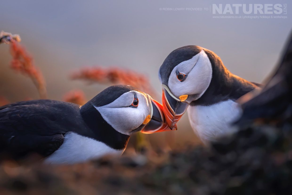 A Pair Of Atlantic Puffins Nudge Beaks On Skomer Photographed By Robin Lowry Whilst Guiding A Natureslens Atlantic Puffins Photography Holiday