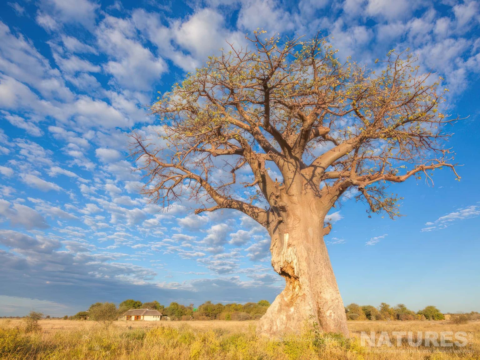 One of the Baines' Baobabs found on the Nxai Pan