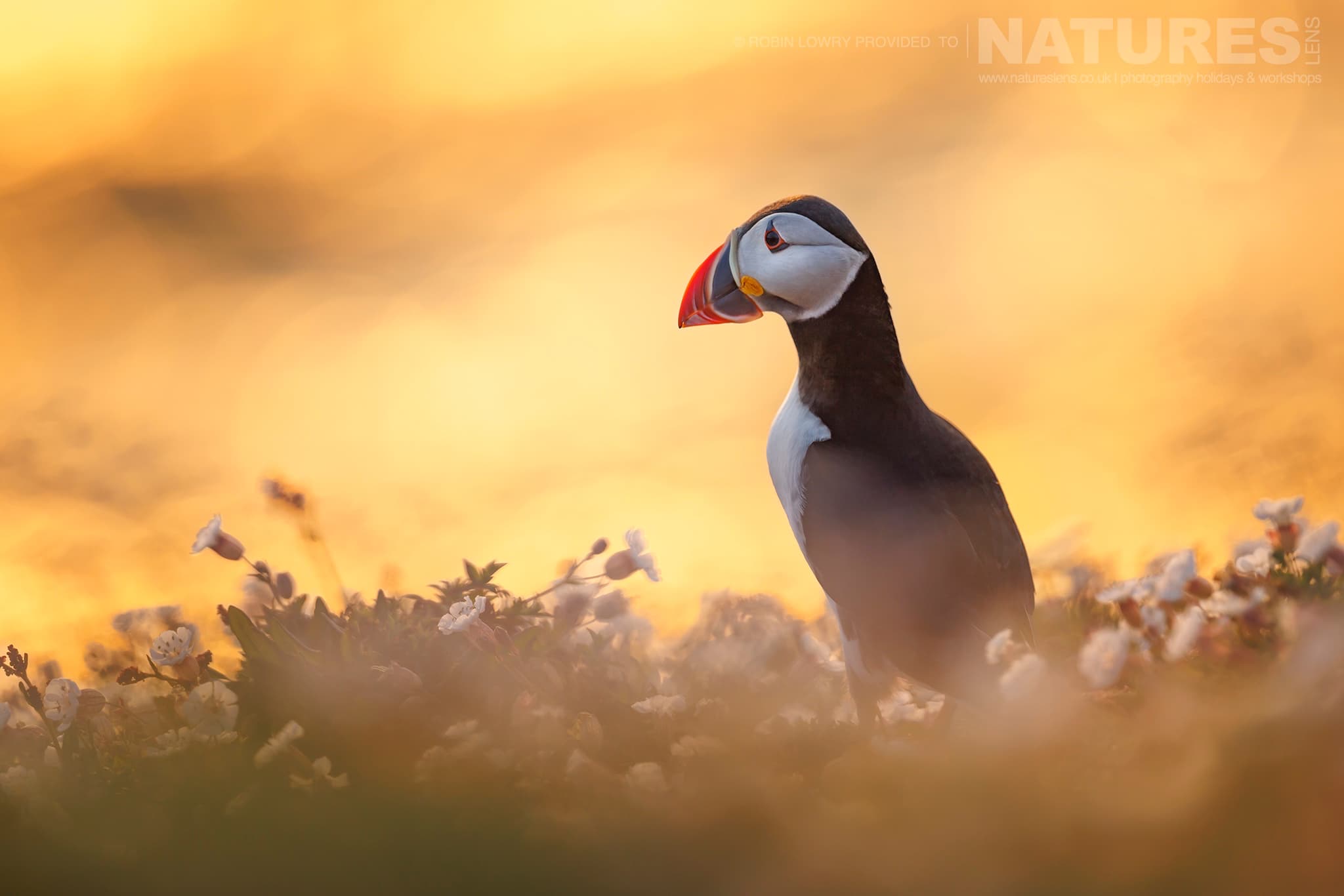 An Atlantic Puffin Against The Golden Glow Of Sunrise On Skomer Island Photographed By Robin Lowry Whilst Guiding A Natureslens Atlantic Puffins Photography Holiday