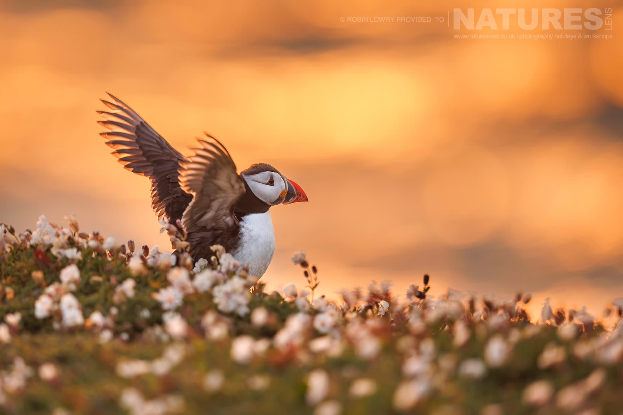 An Atlantic Puffin Stretches It'S Wings Photographed By Robin Lowry Whilst Guiding A Natureslens Atlantic Puffins Photography Holiday