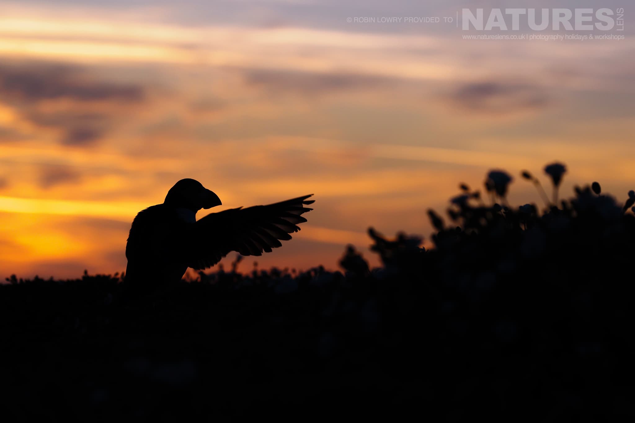 An Atlantic Puffin Stretches It'S Wings With The Sun Setting Behind On Skomer Photographed By Robin Lowry Whilst Guiding A Natureslens Atlantic Puffins Photography Holiday