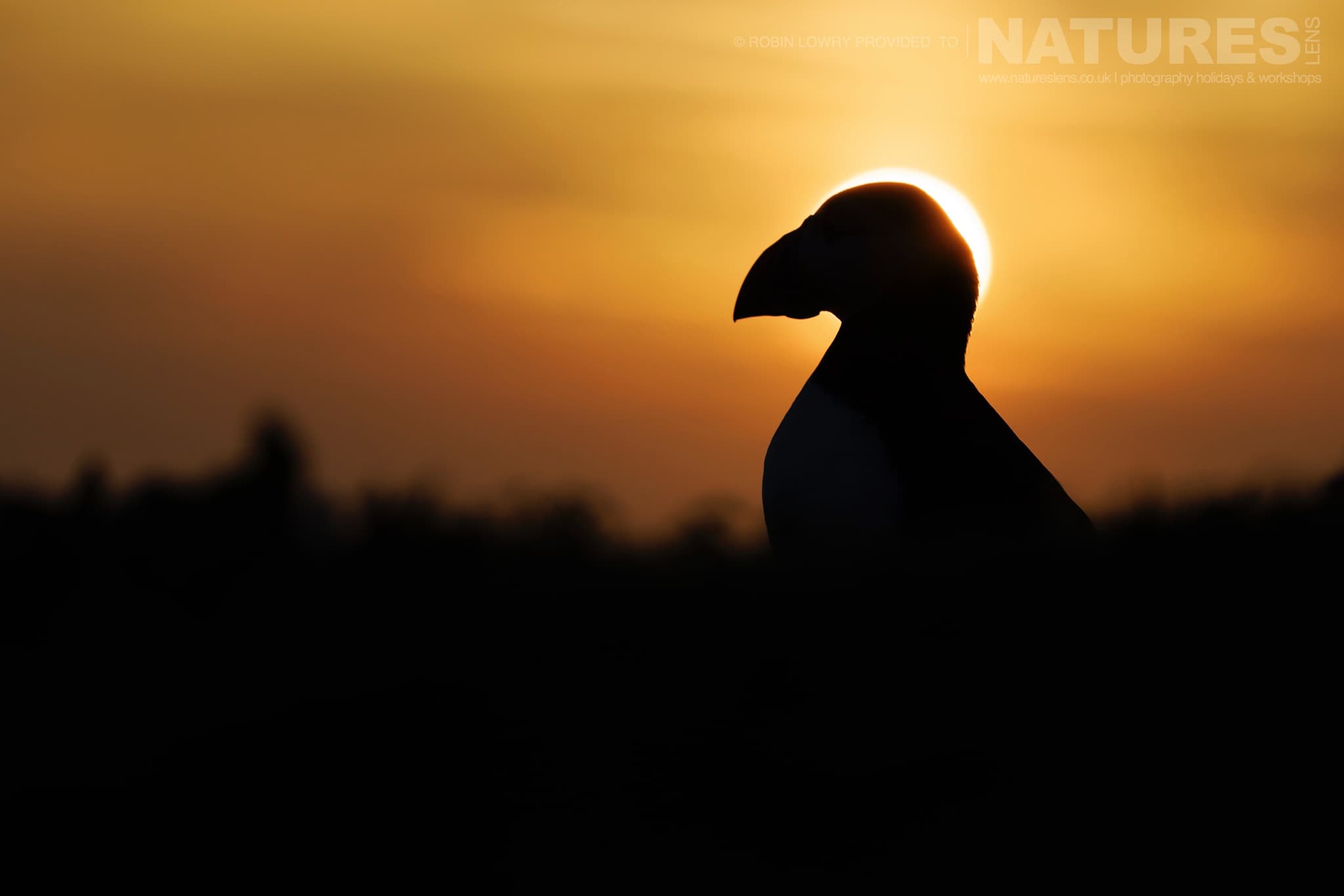 An Atlantic Puffin With The Sun Setting Behind On Skomer Photographed By Robin Lowry Whilst Guiding A Natureslens Atlantic Puffins Photography Holiday